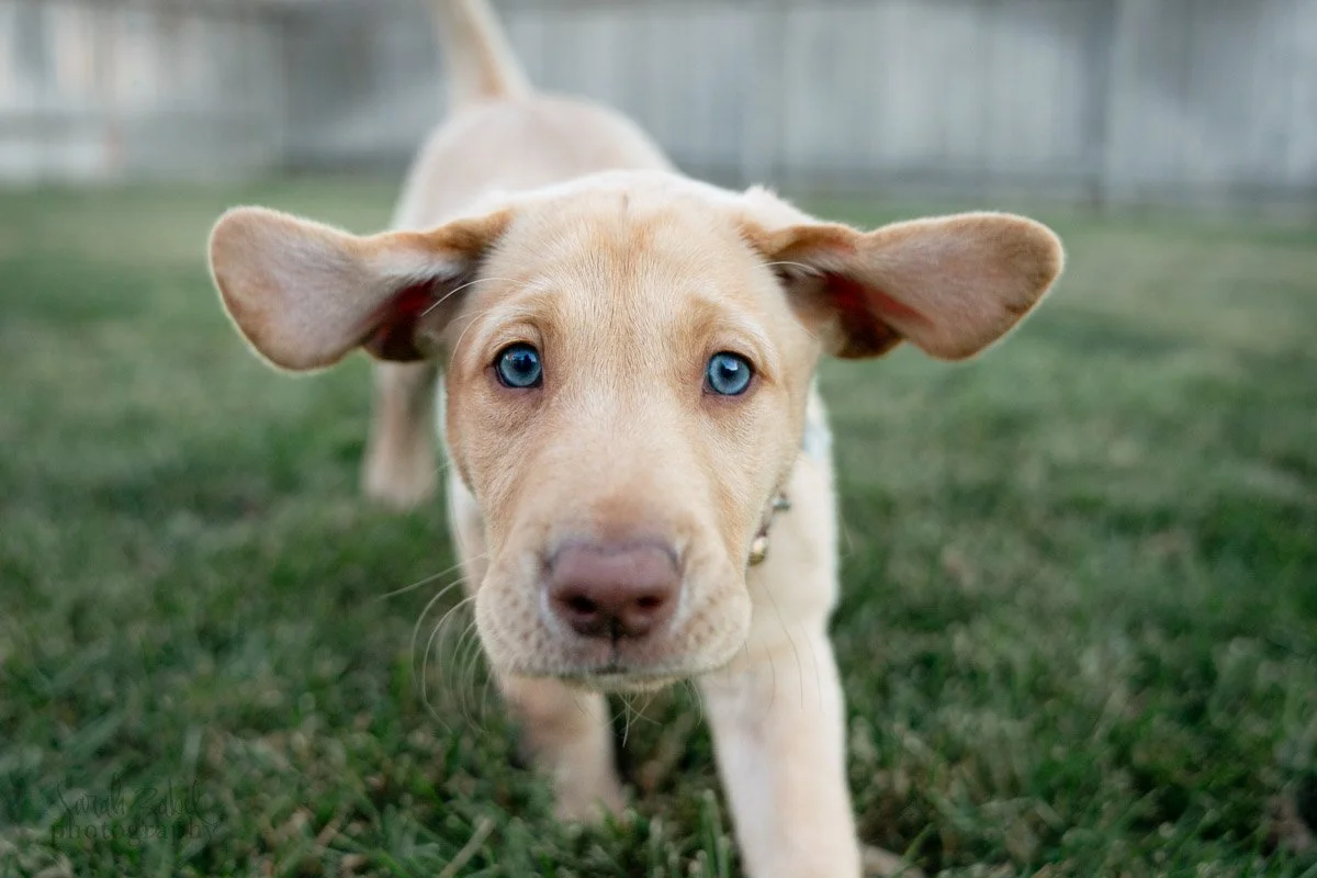 sarah-zabel-photography-boise-dog-photographer-17.JPG