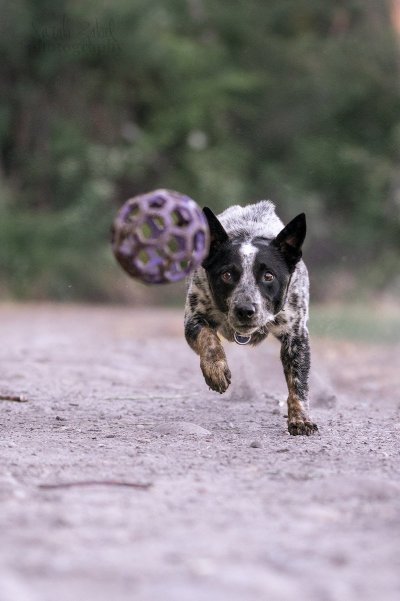 sarah-zabel-photography-boise-dog-photography-9.JPG