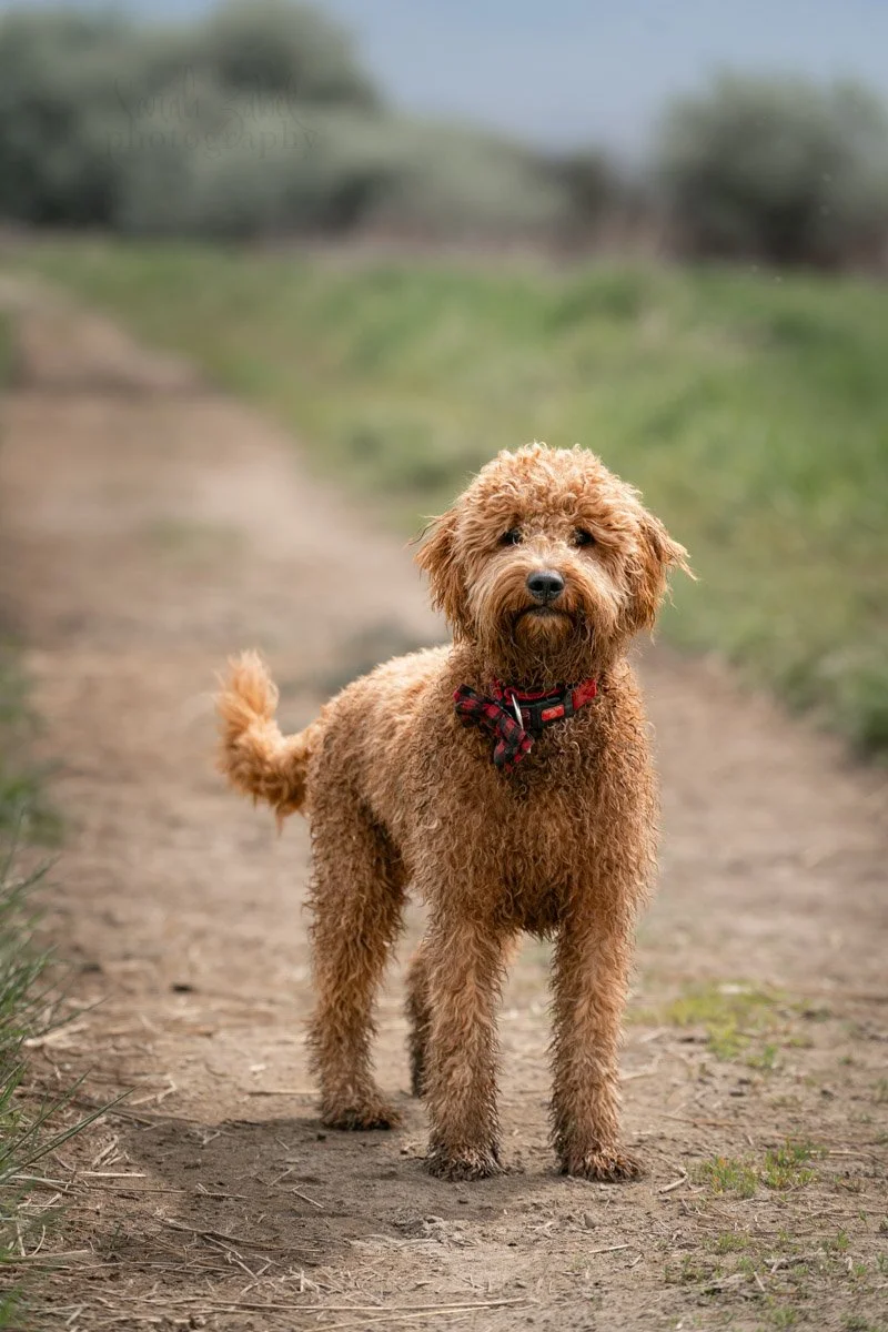 sarah-zabel-photography-boise-dog-photography-4.JPG