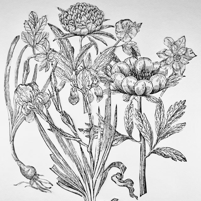 scissors-and-glue-studio-flower-woodcut.png