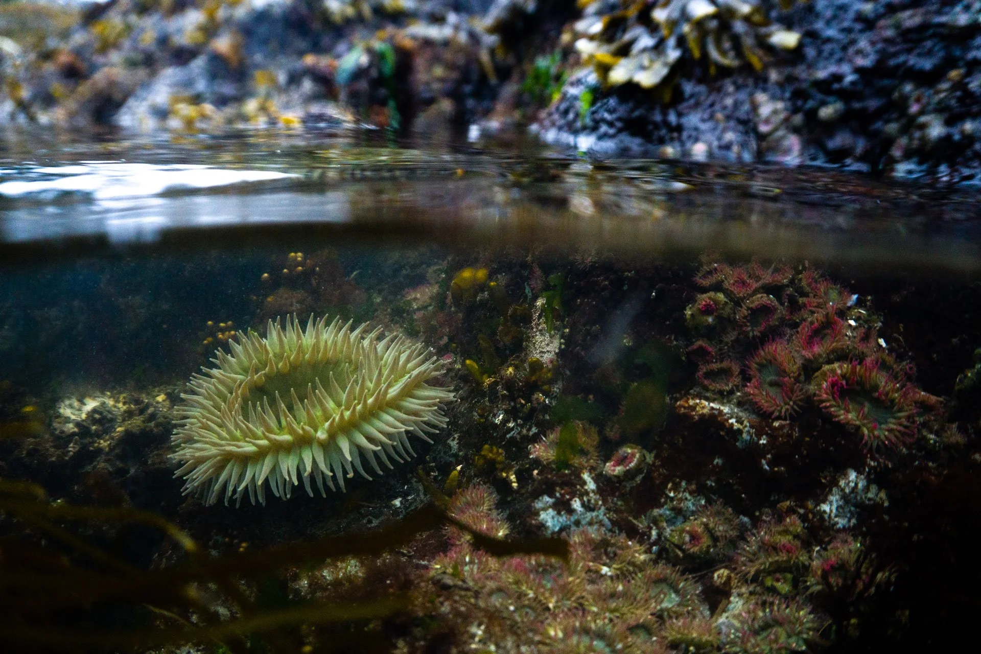 A Morning at Low Tide