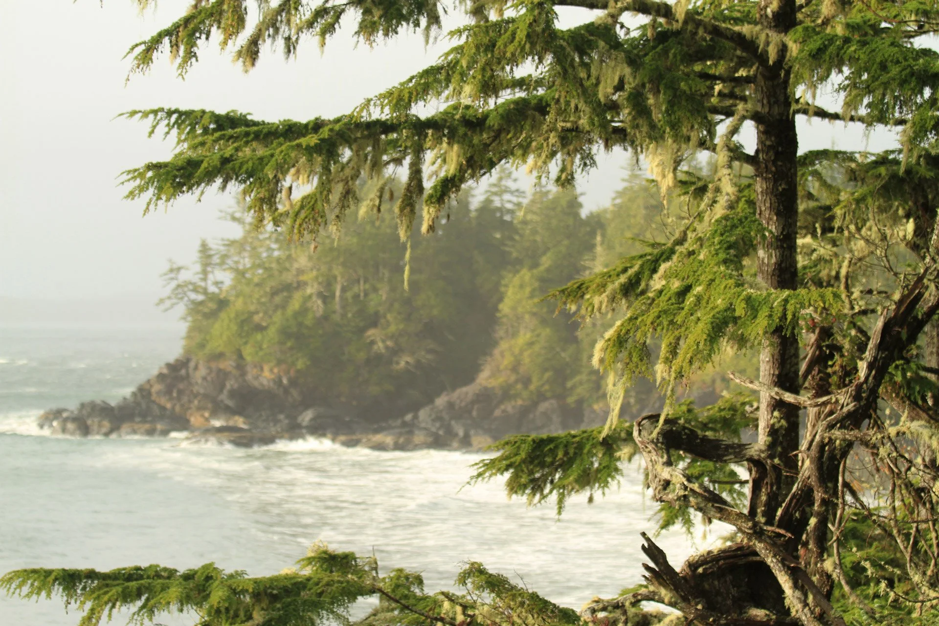coniferous trees by the rocky coast on a foggy day