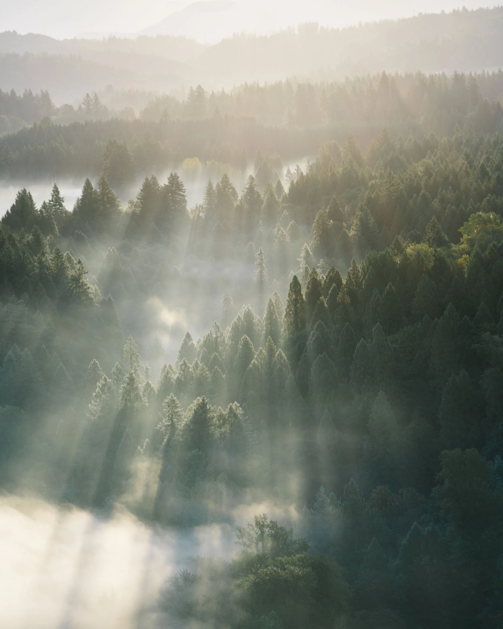Sun rays shining through fog over a dense forest of tall pine trees in the morning.