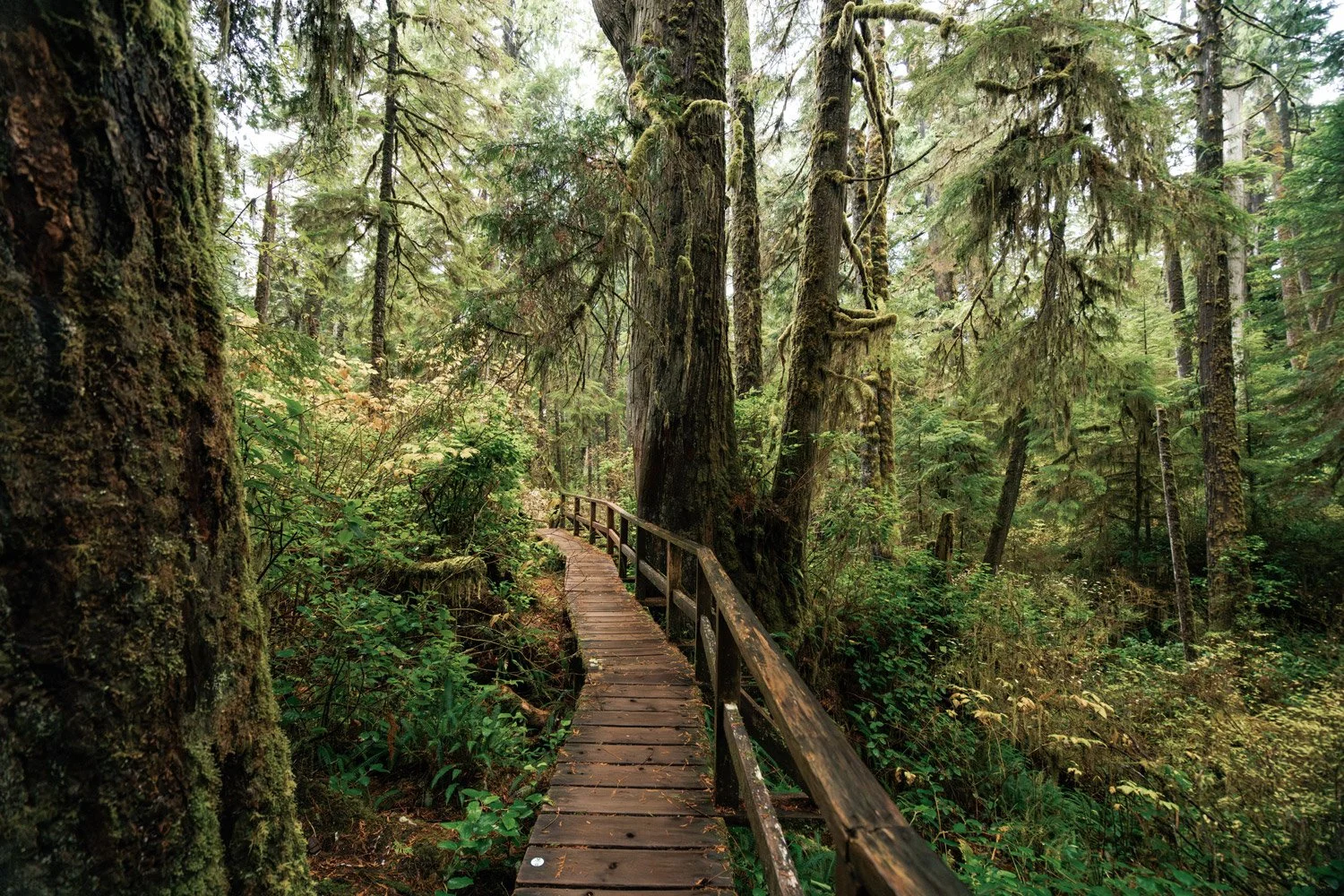 A wooden pathway surrounded by lush green trees and dense forest vegetation.