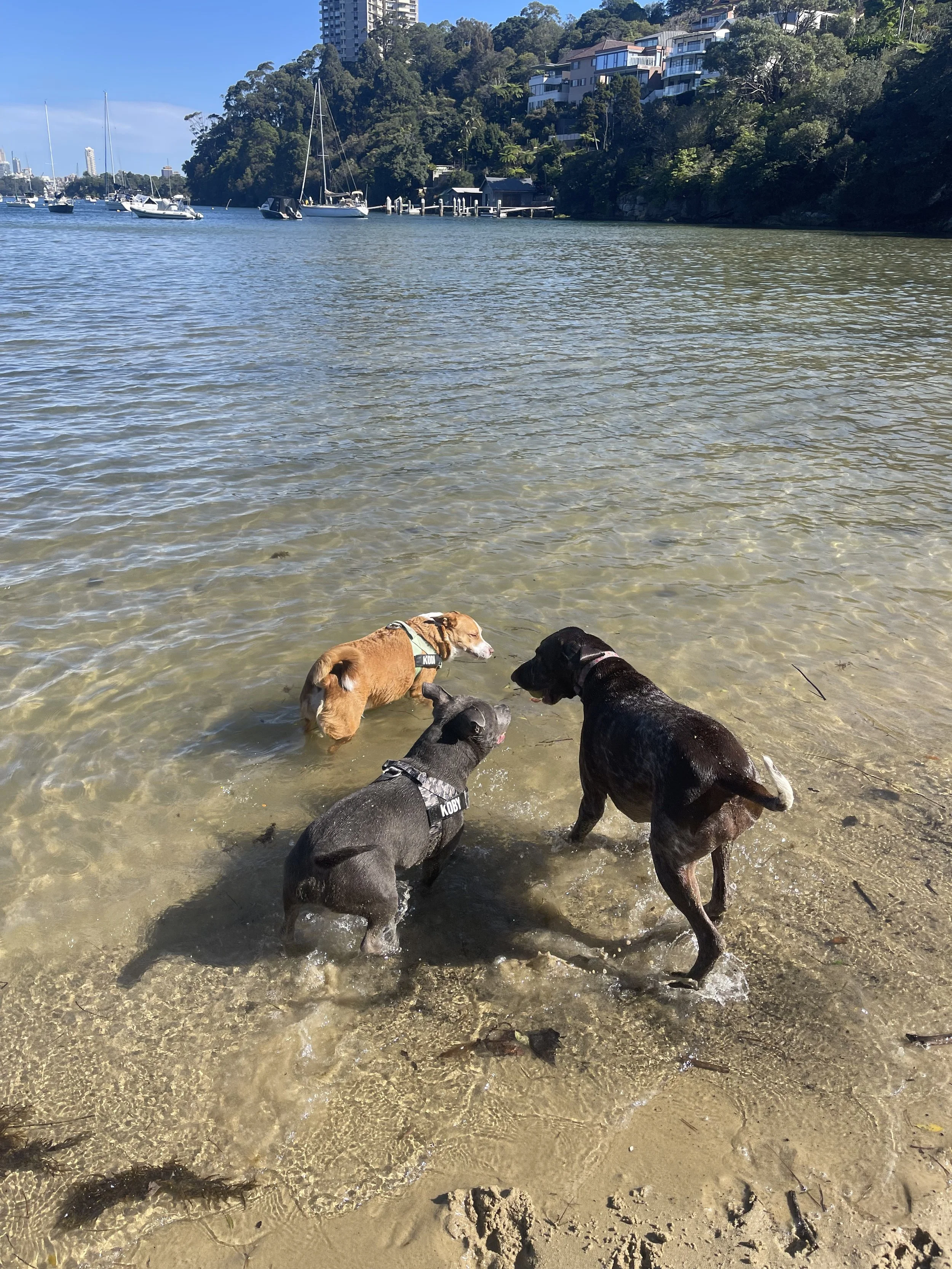 4+ Walks - Priority Pack