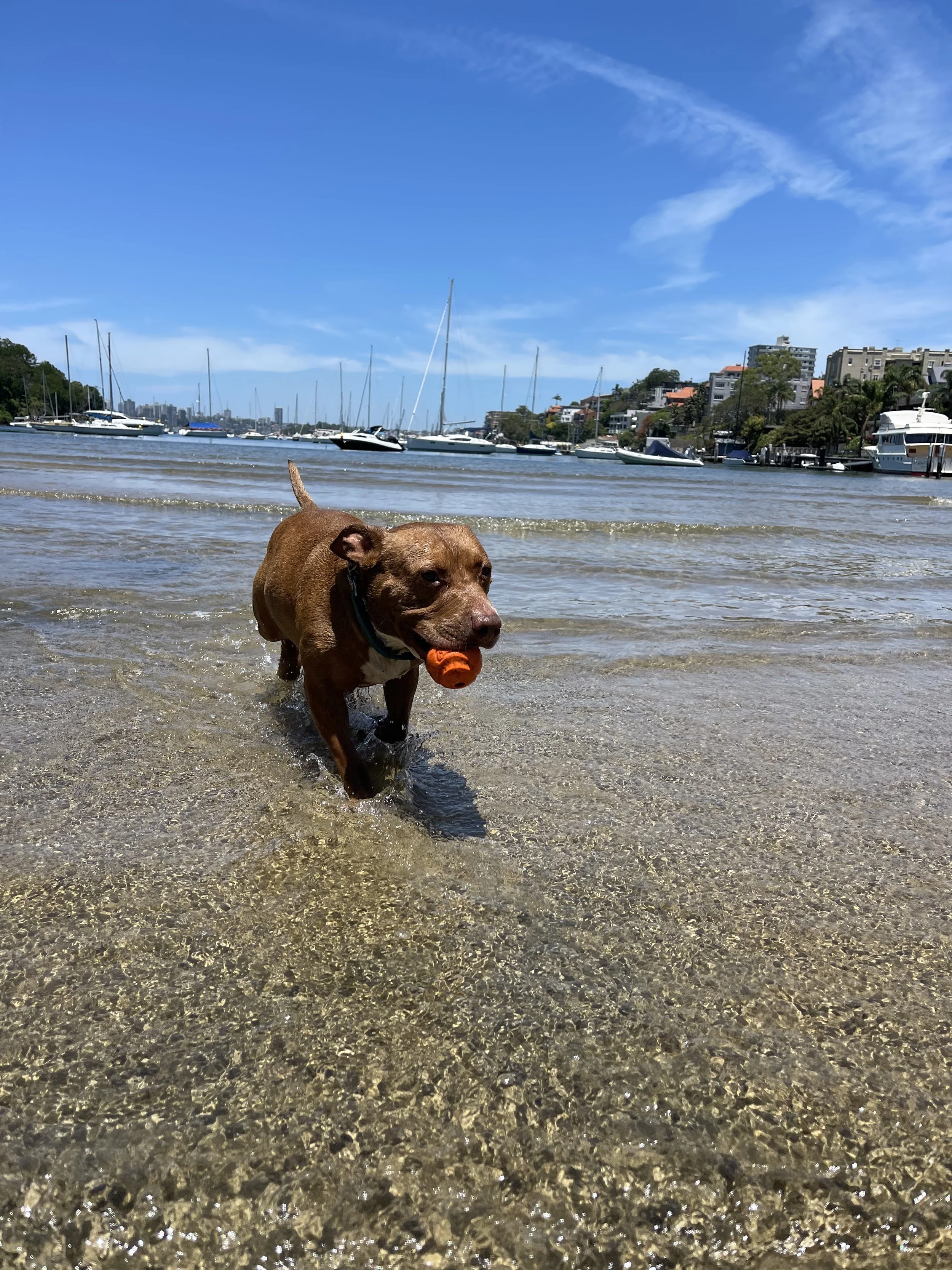 A brown dog playing with an orange ball at a beach with clear shallow water and boats anchored in the background under a blue sky.