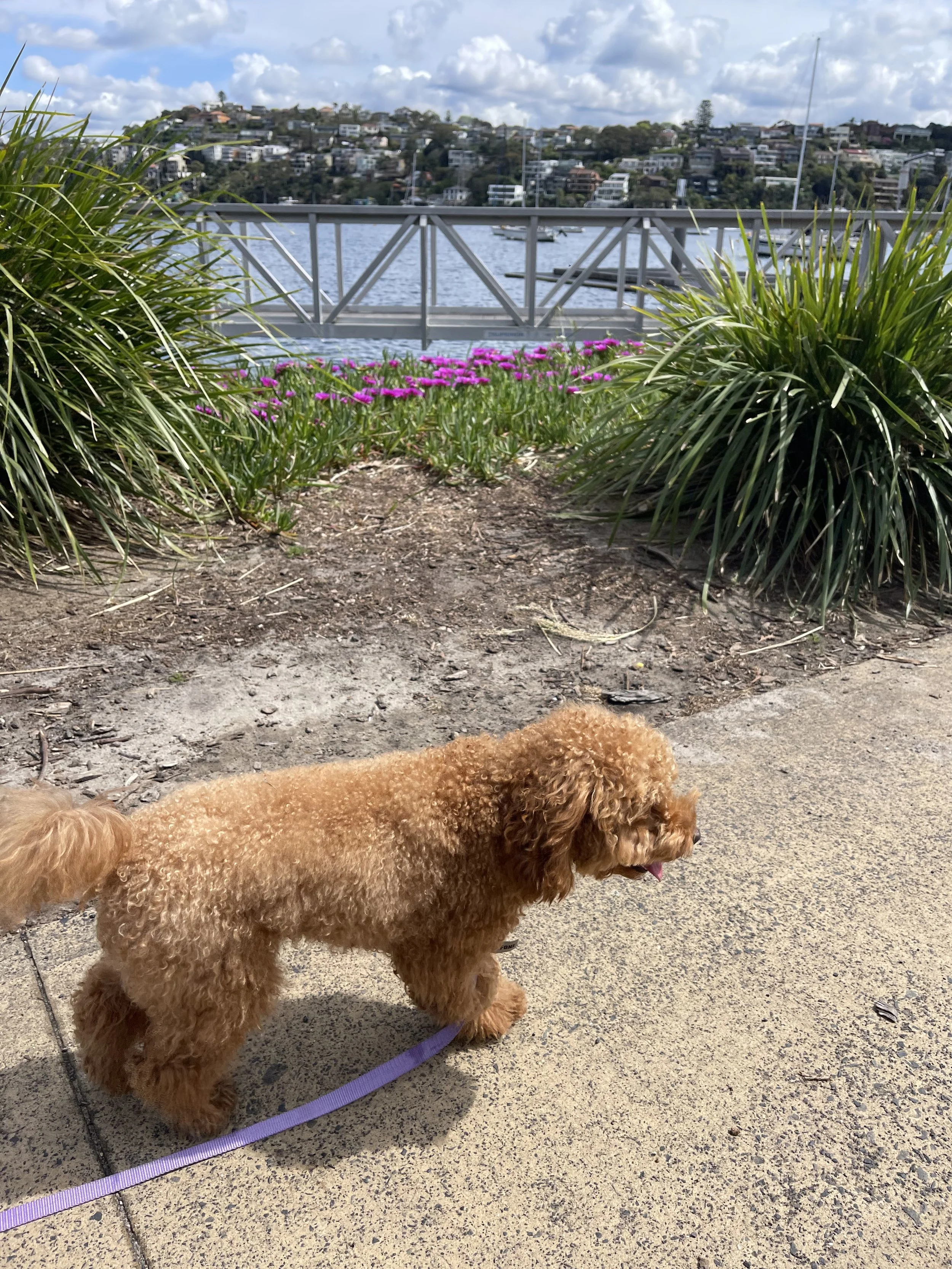 1 Walk - Essential Routine