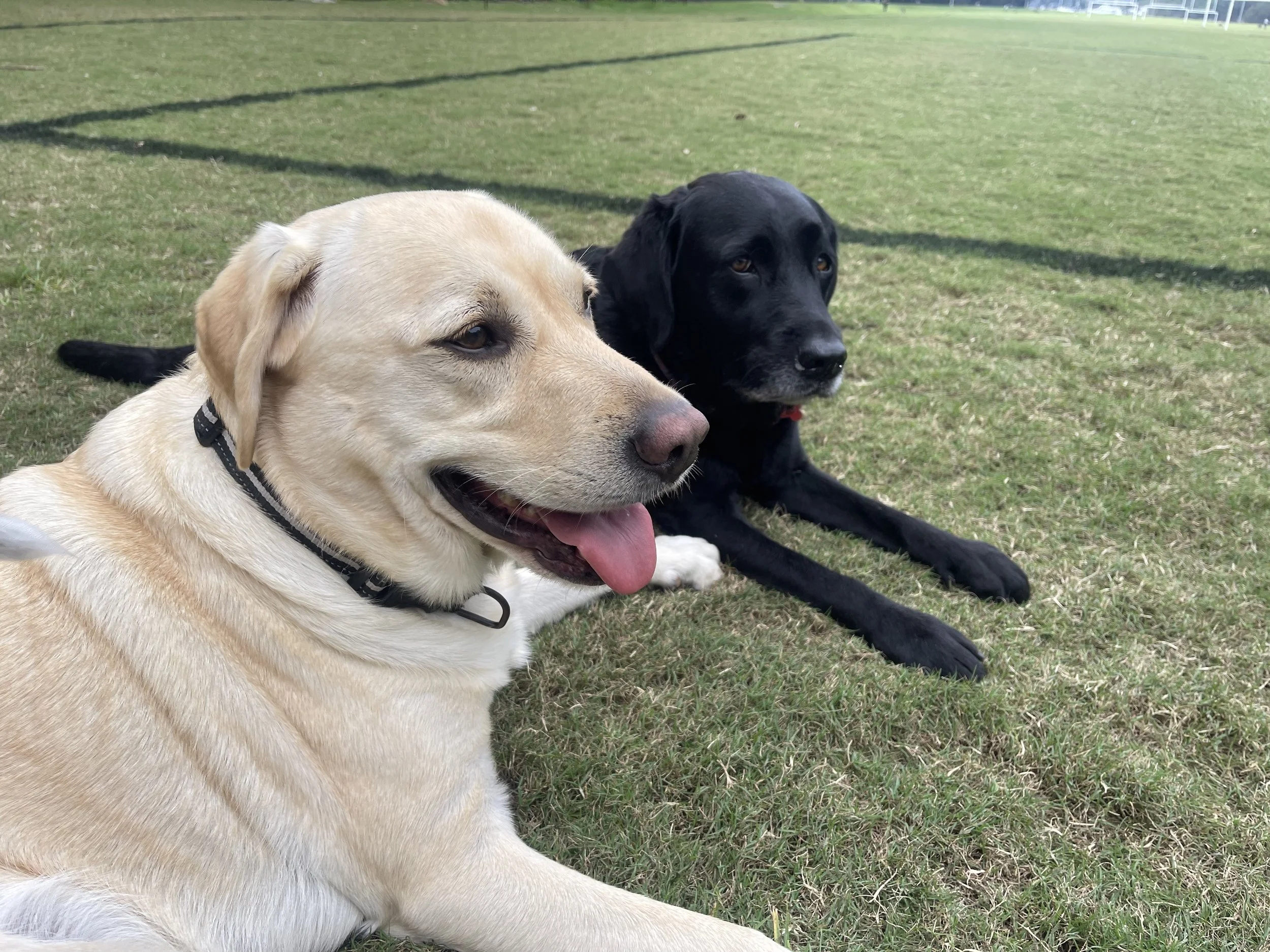 Two dogs, one yellow Labrador Retriever and one black Labrador Retriever, lying on grass in a park with trees and sports fencing in the background.