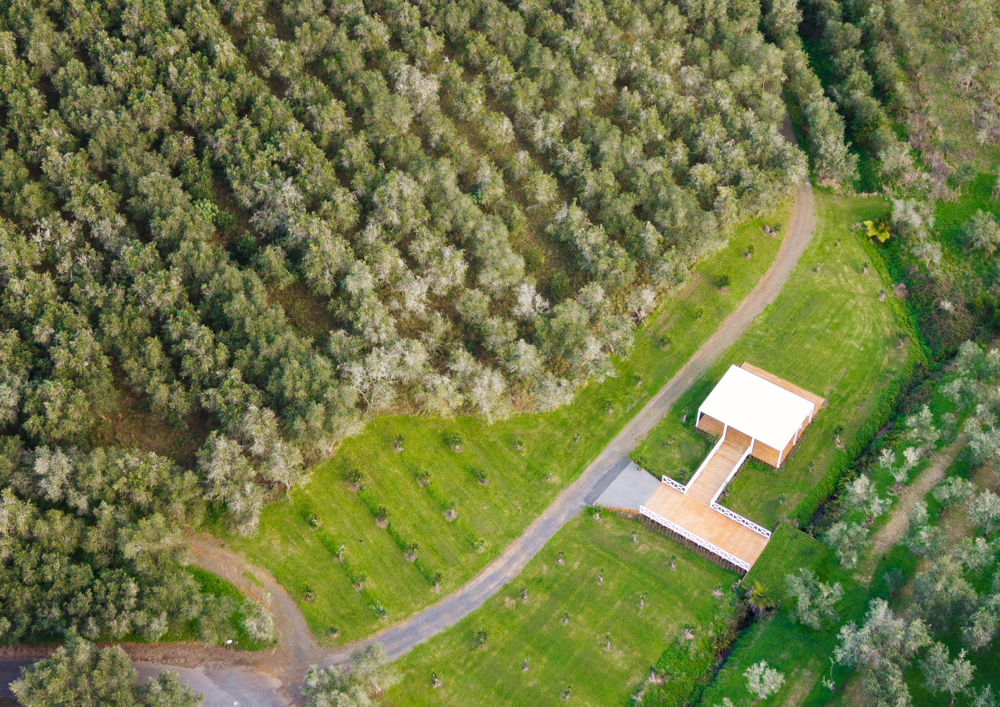 Aerial view of a green yard with a white house and a wooden deck, surrounded by a dense forest.