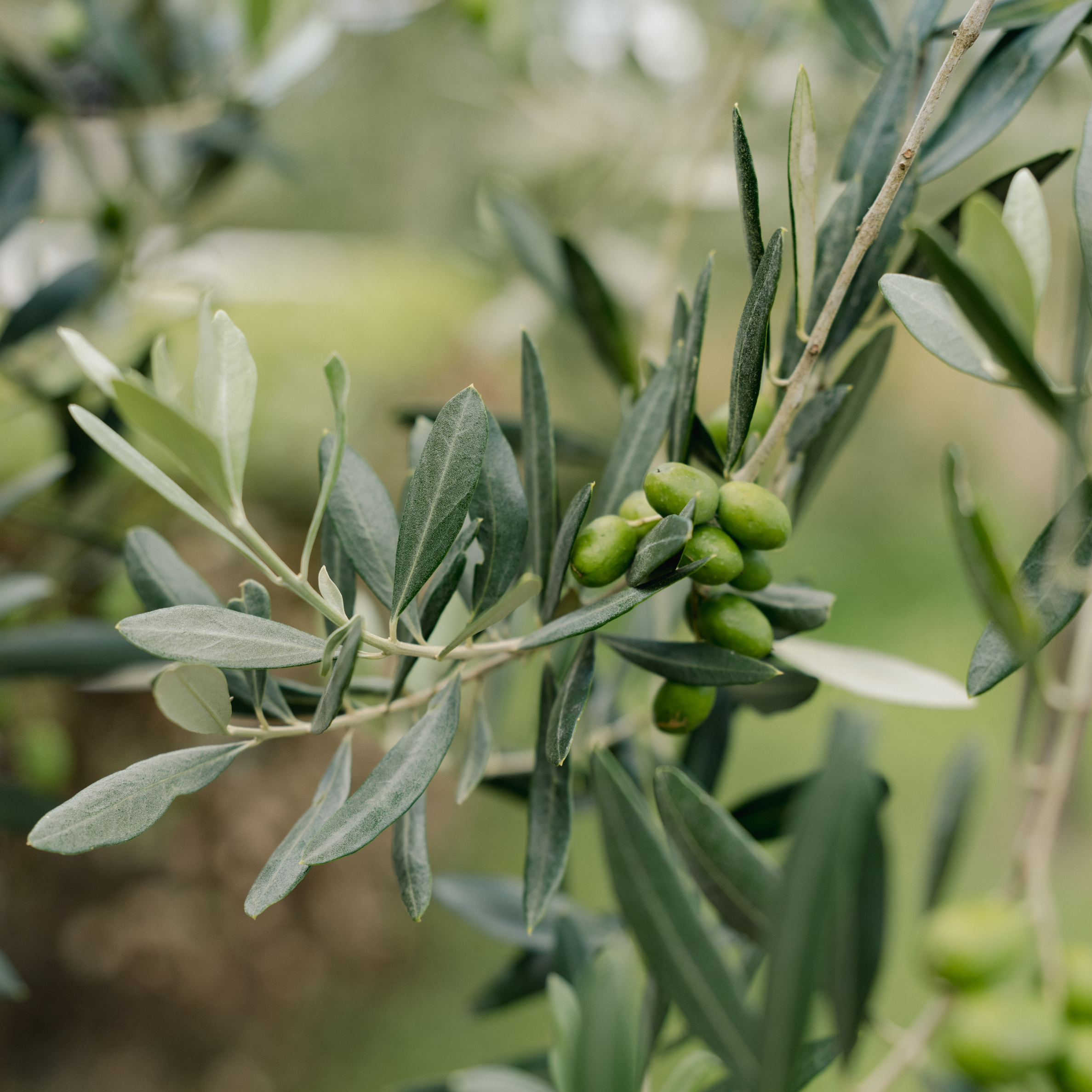 Close-up of an olive tree branch with green olives and elongated grayish-green leaves.