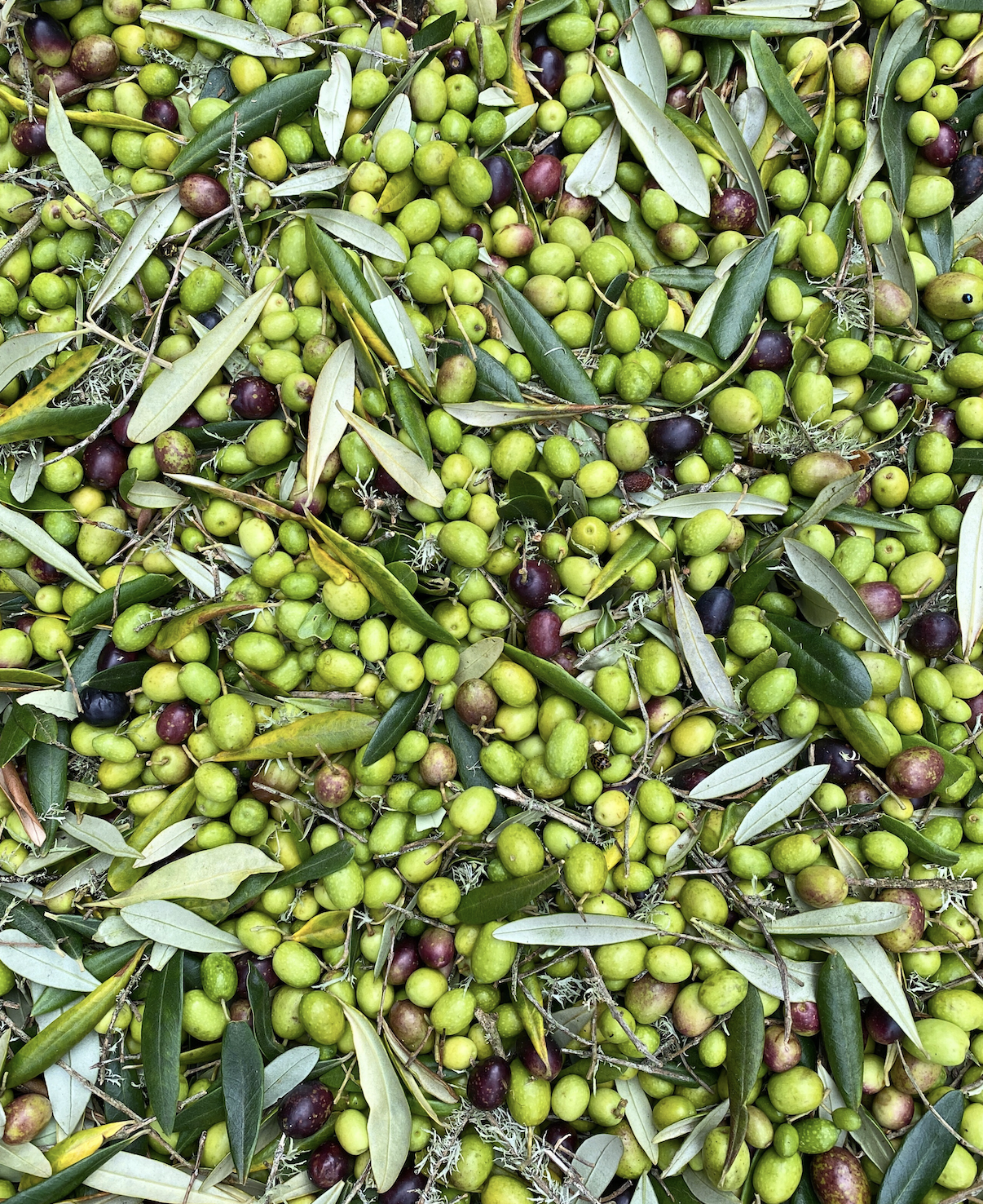 A close-up of green and purple olives with some leaves and branches.