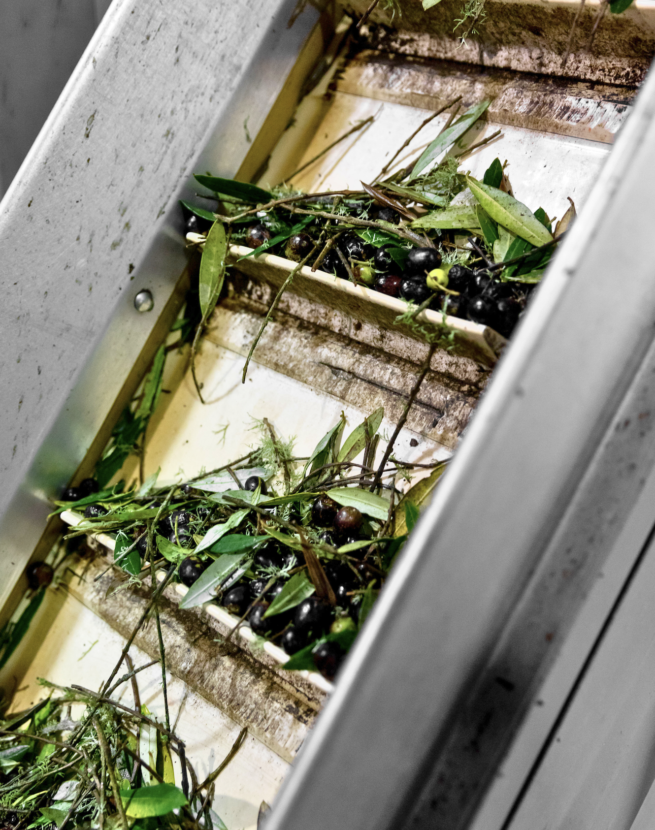 Olives, leaves, and twigs inside a metal grate or container.