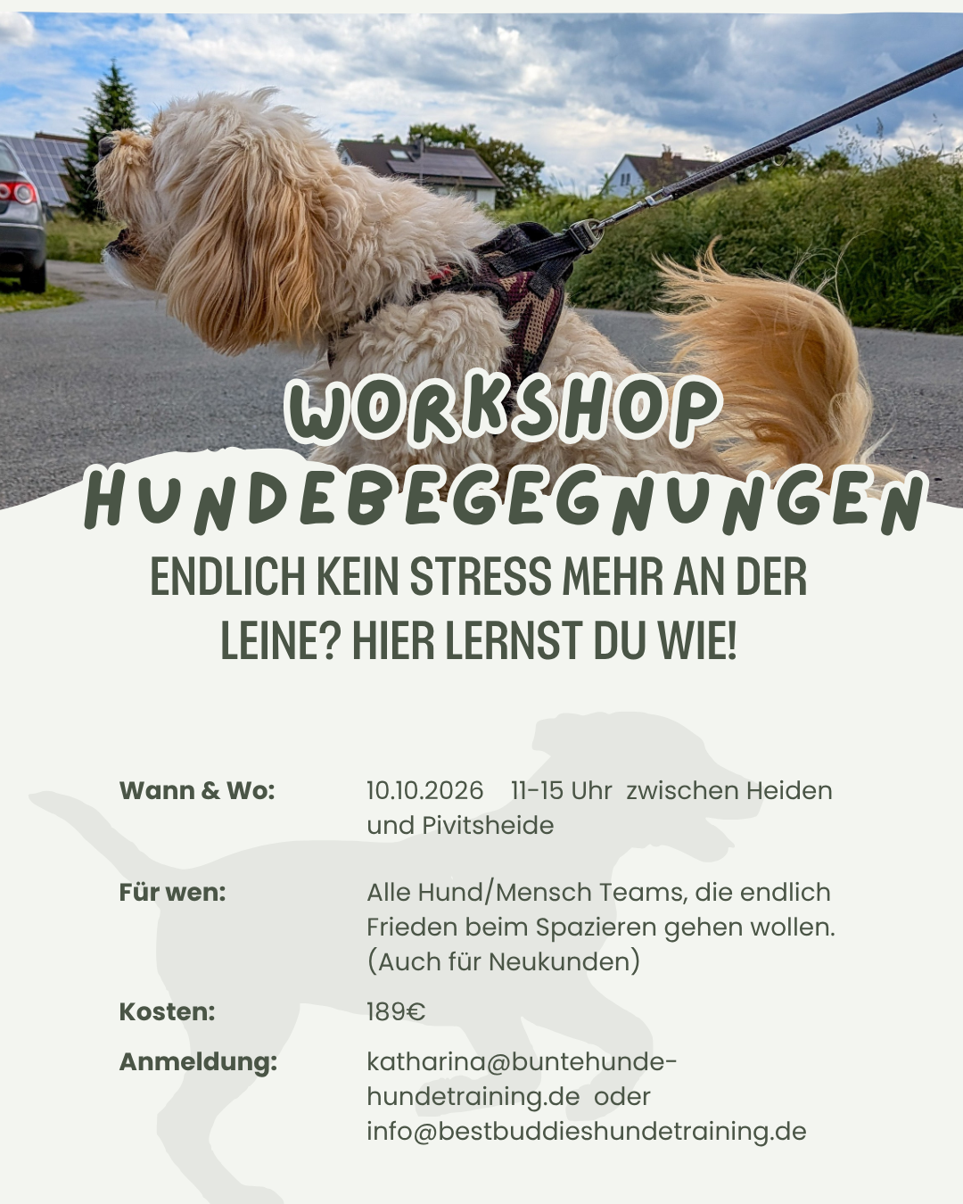 Plakat für einen Hundetraining-Workshop mit einem Hund auf einer Straße. Der Text bewirbt einen Workshop zur stressfreien Begegnung mit Hunden am 10.10.2026 zwischen Heiden und Pivitsheide, für Hund-Mensch-Teams, kostet 189 Euro, mit Kontaktinformationen für Anmeldung.