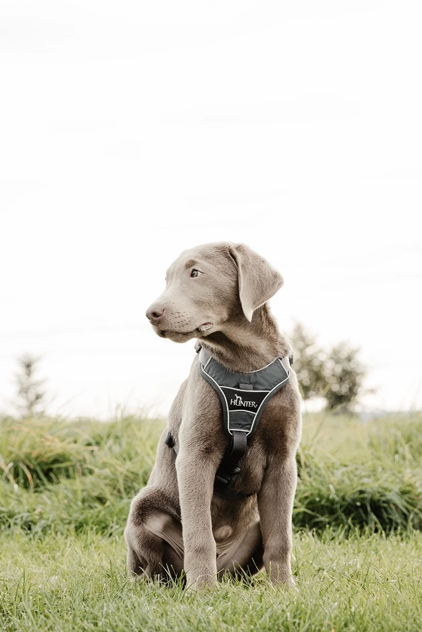 Ein sitzender Hund mit grauem Fell und Hundegeschirr auf einer grünen Wiese, Blick nach links, im Hintergrund Bäume und Himmel.
