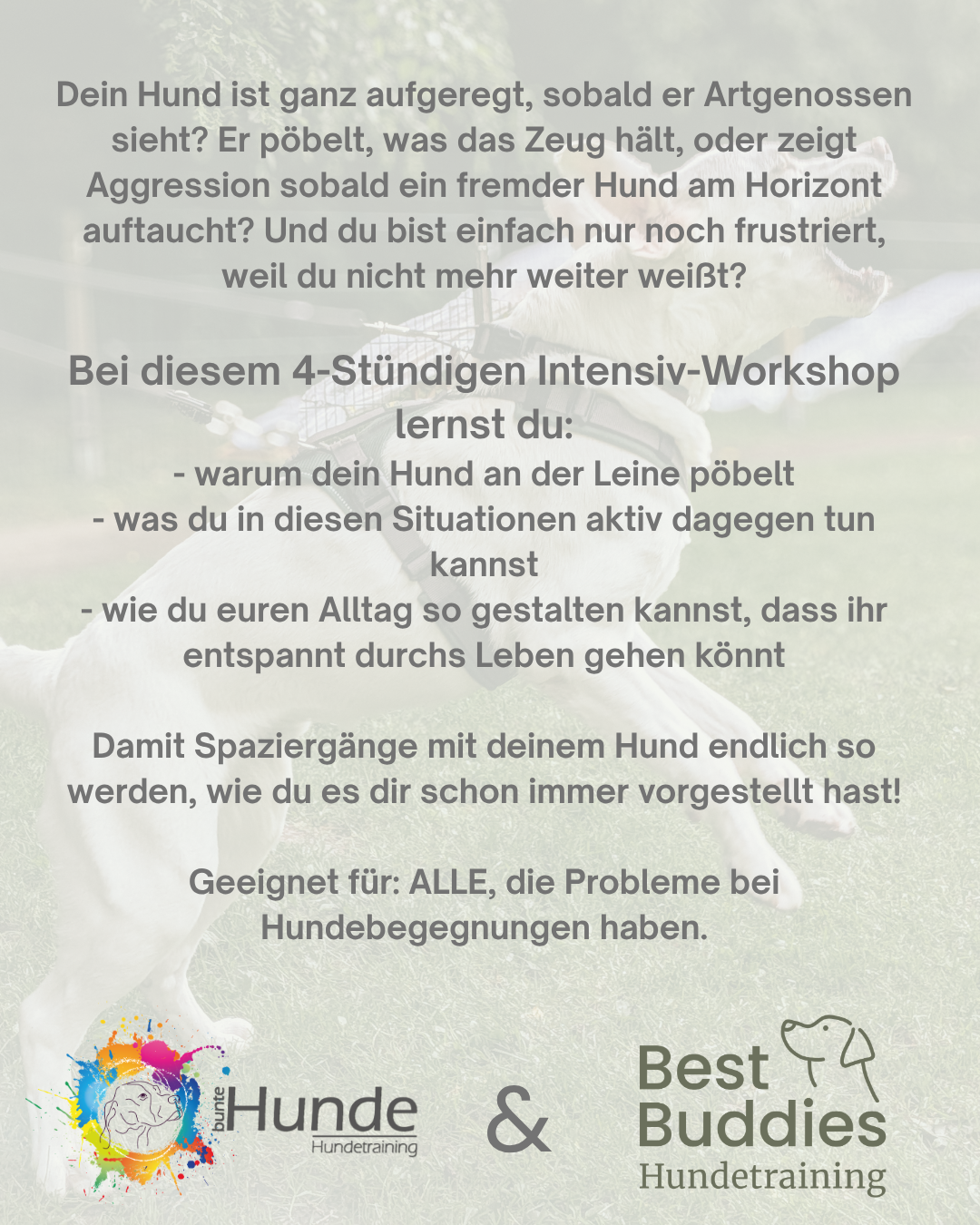 Ein Plakat für einen Hundetraining-Workshop mit einem Hund, der an einer Leine läuft, im Hintergrund auf einer grünen Wiese. Text in deutscher Sprache, der den Workshop beschreibt und für alle geeignet ist, die Probleme im Umgang mit Hunden haben.
