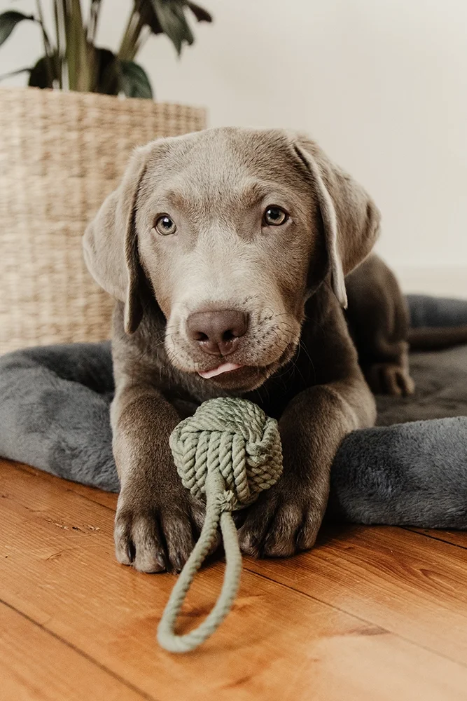 Ein niedlicher grauer Welpe liegt auf einem schwarzen Hundebett auf einem Holzboden, hält einen Knoten aus Seil in den Pfoten und schaut neugierig in die Kamera.