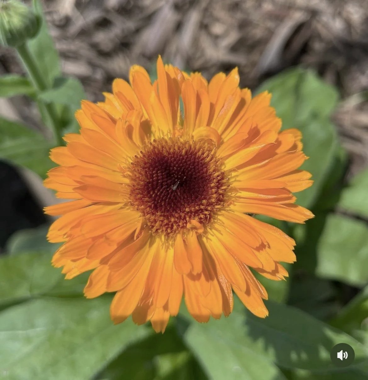 Calendula.jpg