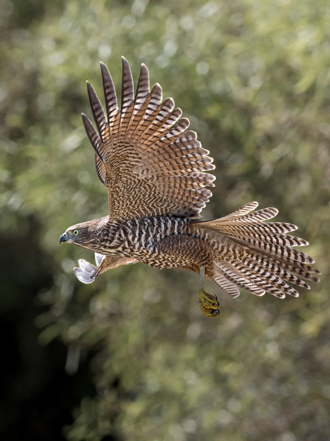 A couple of my faves from last weekend with @scott.ryan_photography, we ran into a family of Brown Goss Hawks who were patrolling around the lake. 

#birdphotography #wildlifephotography #birdinflight #nutsaboutbirds #ausgeo