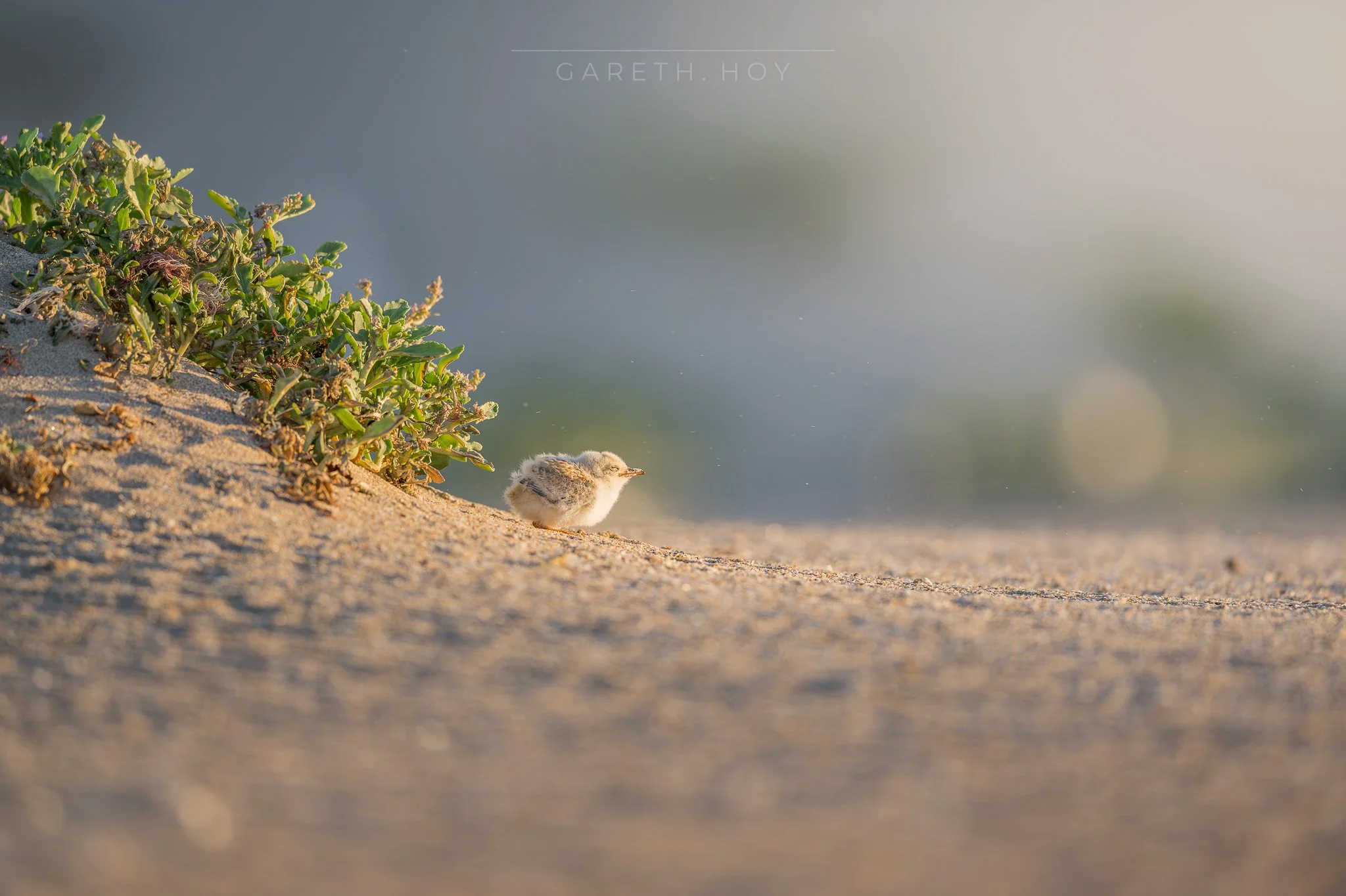 This little Fairy Tern is an absolute vibe. Just loving that morning sun rising over the sand dunes. 😎🌅
