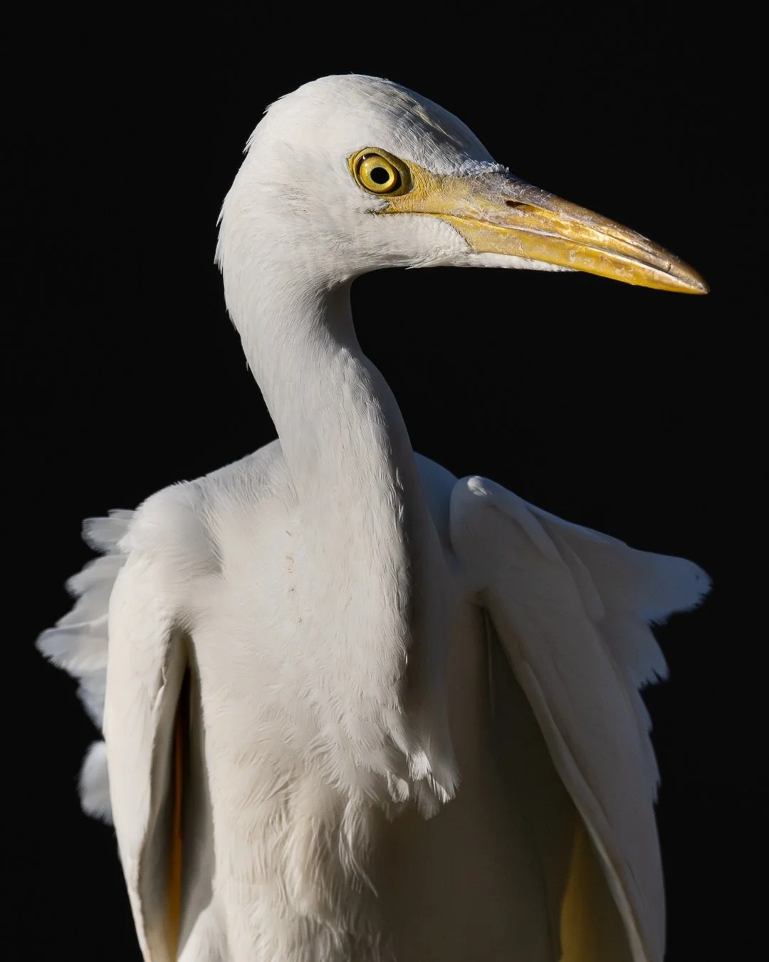 Over the course of a year, I usually only work around five weeks of morning shifts, so coming off two straight weeks of mornings has been a real treat. It&rsquo;s meant afternoons out in the field, playing with light I don&rsquo;t normally get to wor