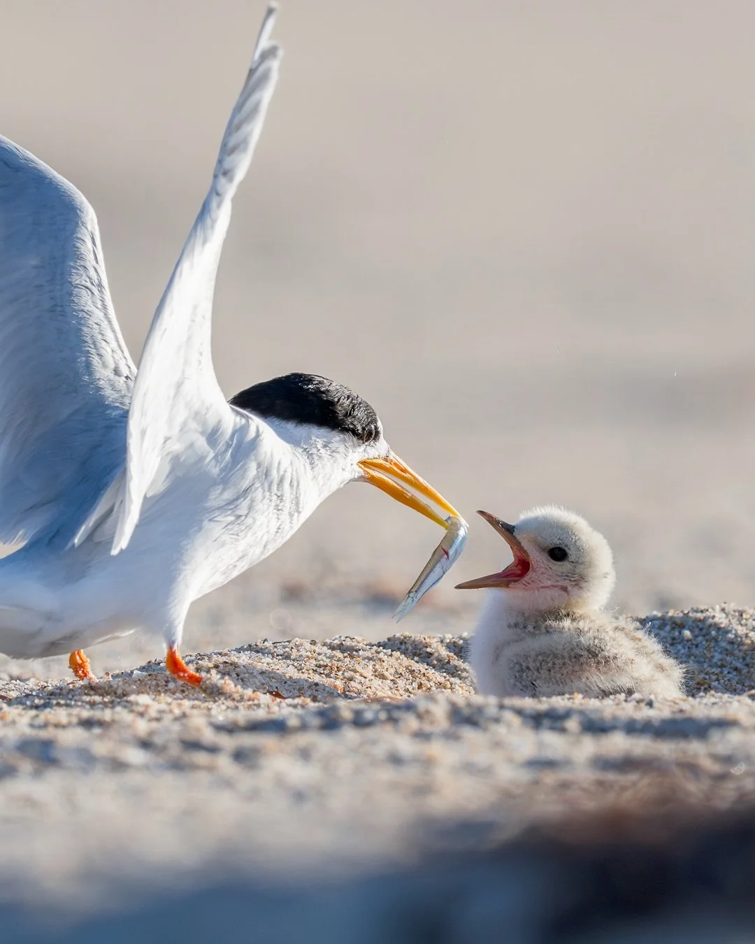 Probably the last morning this season that I&rsquo;ll be able to make it down to the Fairy Terns. @andrew.seale.31 came down to shoot some video and stayed in our neck of the woods overnight, which made the early start for sunrise a whole lot easier.