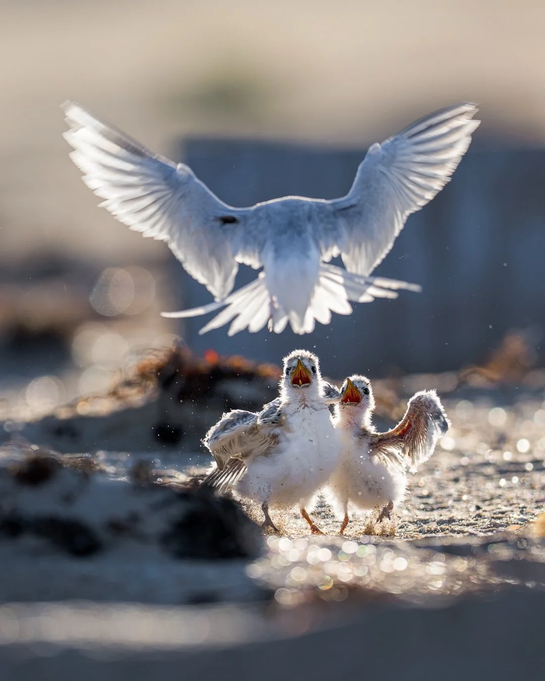 After wrapping up work at 10pm, the alarm went off again at 4am to meet @vik.d_wildlife and @davidluu_wildlife at the Fairy Terns.

The early start paid off, with some incredible backlit moments with the rising sun as the chicks darted out to greet t