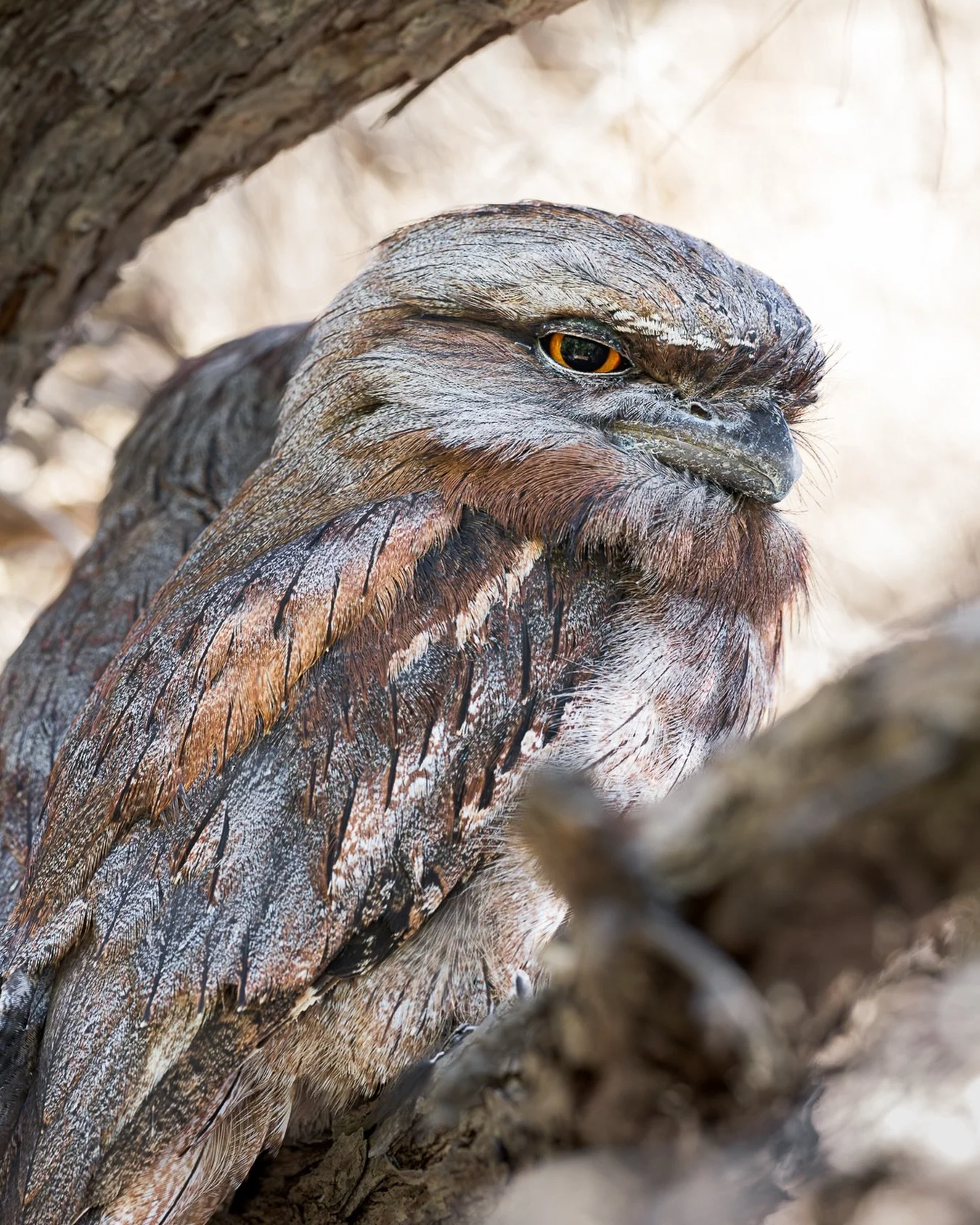 The final post of the year and what better way to finish than with the Australian Bird of the Year, the Tawny Frogmouth!

It&rsquo;s been an unforgettable year meeting so many new friends and travelling to places we still can&rsquo;t even spell. A ma