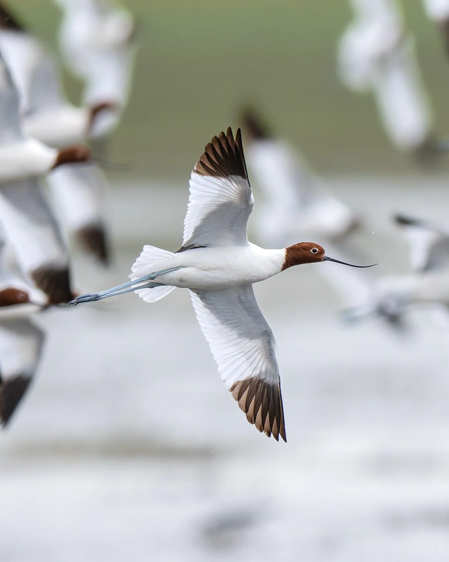 A few weeks ago, @scott.ryan_photography and I spent the morning sitting bogged, hoping the Avocets feeding out in the middle of Lake McLarty might wander our way.

No such luck, the closest we got was a flyby. But it sure is amazing when 200+ of the