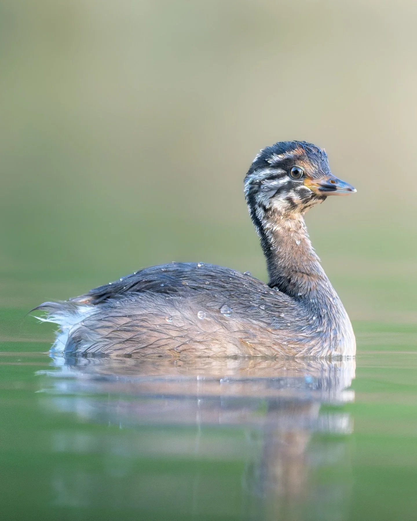 With DXO PureRaw6 just coming out, and the ability to compress the DNG after denoising it, 😍 Is just simply amazing for my hard drives. 

This image was taken at 840mm f9 1/500 and ISO 8000, the original NEF (Image 3) was 31.5mb, the uncompressed de