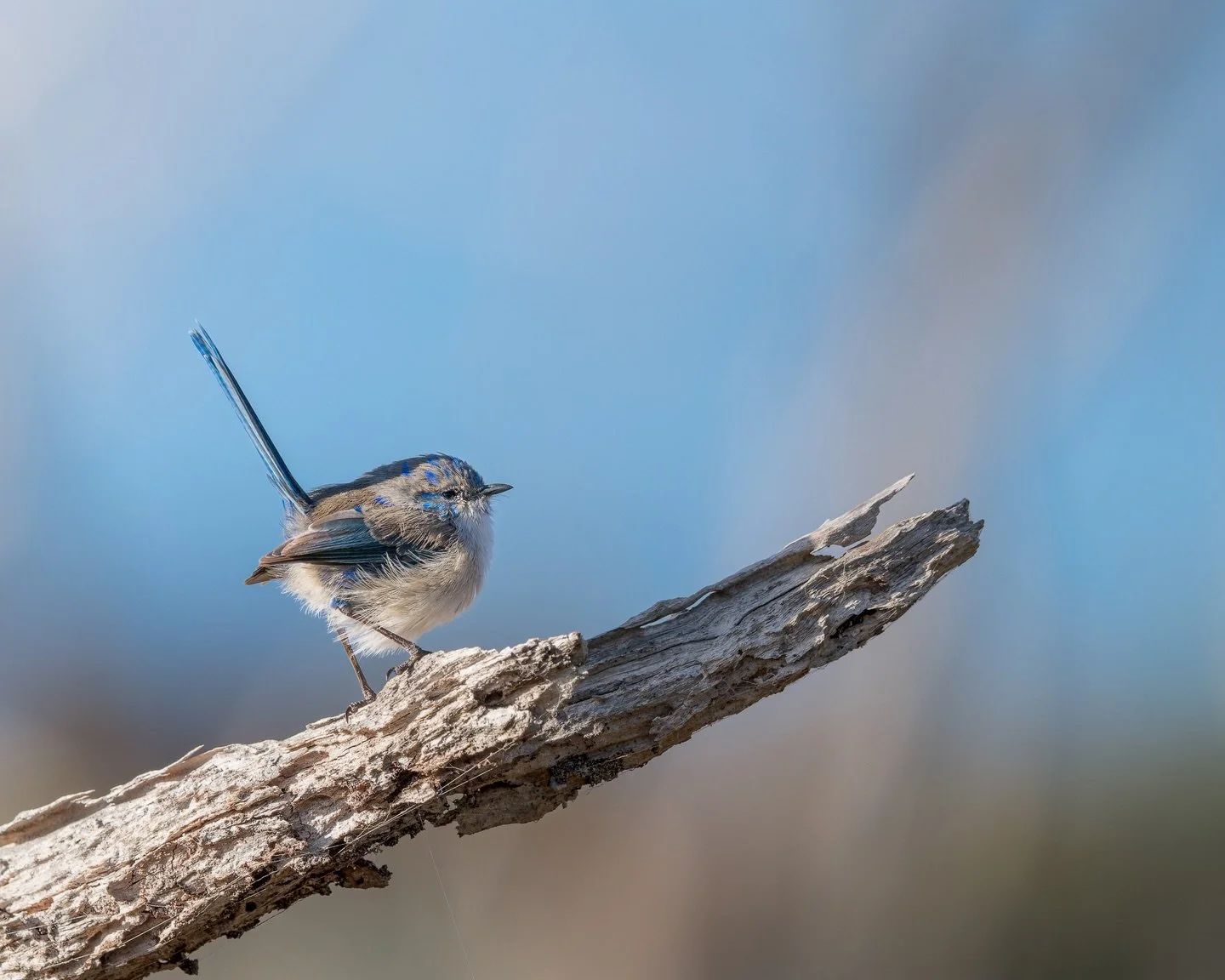 Does anyone else get Lion king Pride rock vibes? Pride stick 🤣

🐦 Splendid Fairywren
📸 Nikon Z8 + VR 600 f4E
🌏 Mandurah, Western Australia

#birdphotography #wildlifephotography #photographer #ausgeo #nuts_about_birds