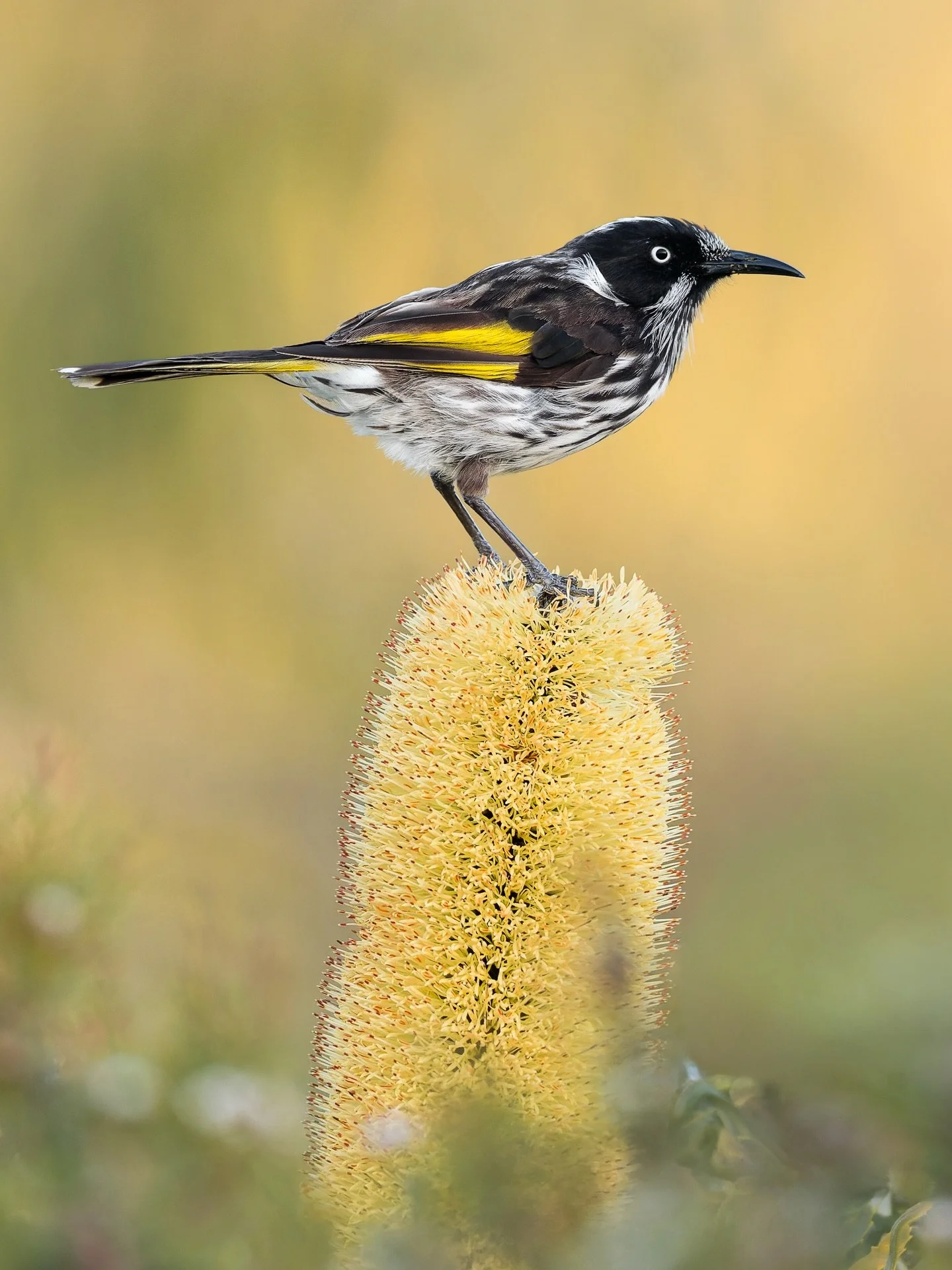 For any photographer that goes to Cheynes beach, there is one species that you&rsquo;ll have no shortage of photos to edit. 🤣 

🐦 New Holland Honeyeater
📸 Nikon Z9 + VR 600 f4E
🌏 Cheynes Beach, Western Australia

#birdphotography #wildlifephotogr
