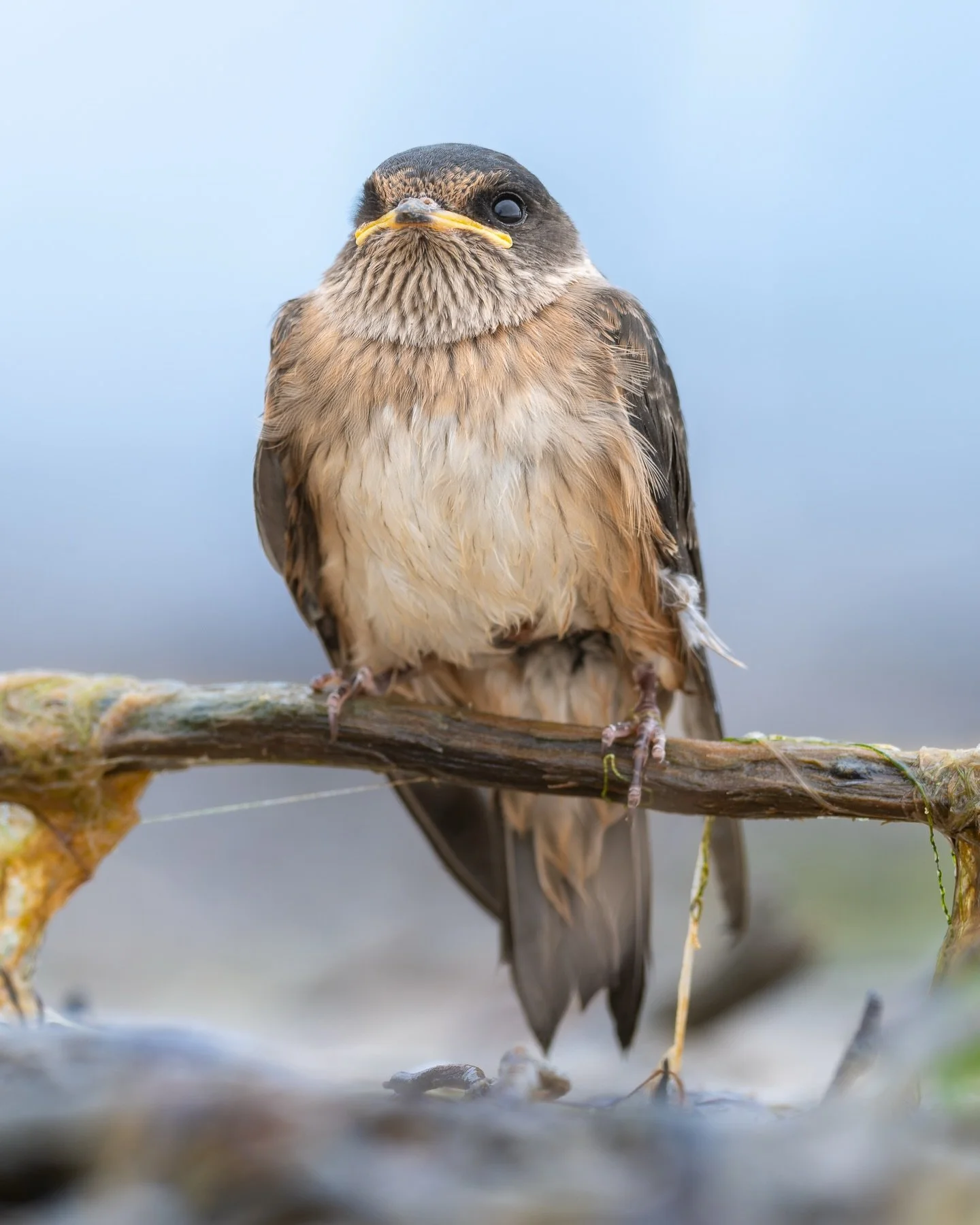 Throwing it back to November when @miramismacros and I found ourselves commando-crawling through the stand to get close to this Tree Martin, drying off after a bath in the estuary.

🐦 Tree Martin
📸 Nikon Z9 + 600f4E w/ TC 14 III
🌏 Mandurah, Wester