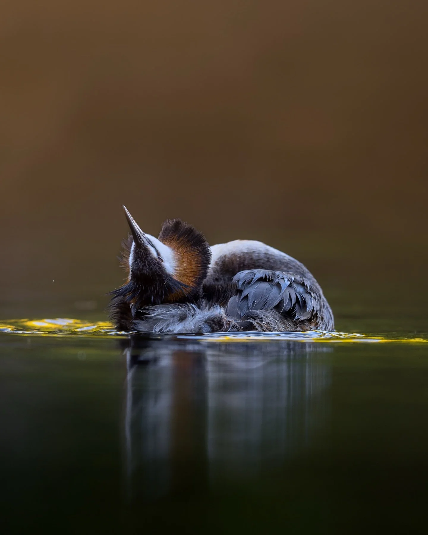 Just the perfect light coming down through to the Great Crested Grebe getting his morning streches in 🥰 

🐦 Great Crested Grebe
📸 Nikon Z9 + VR 600 f4E
🌏 Herdsman Lake, Western Australia

#birdphotography #wildlifephotography #photographer #ausge