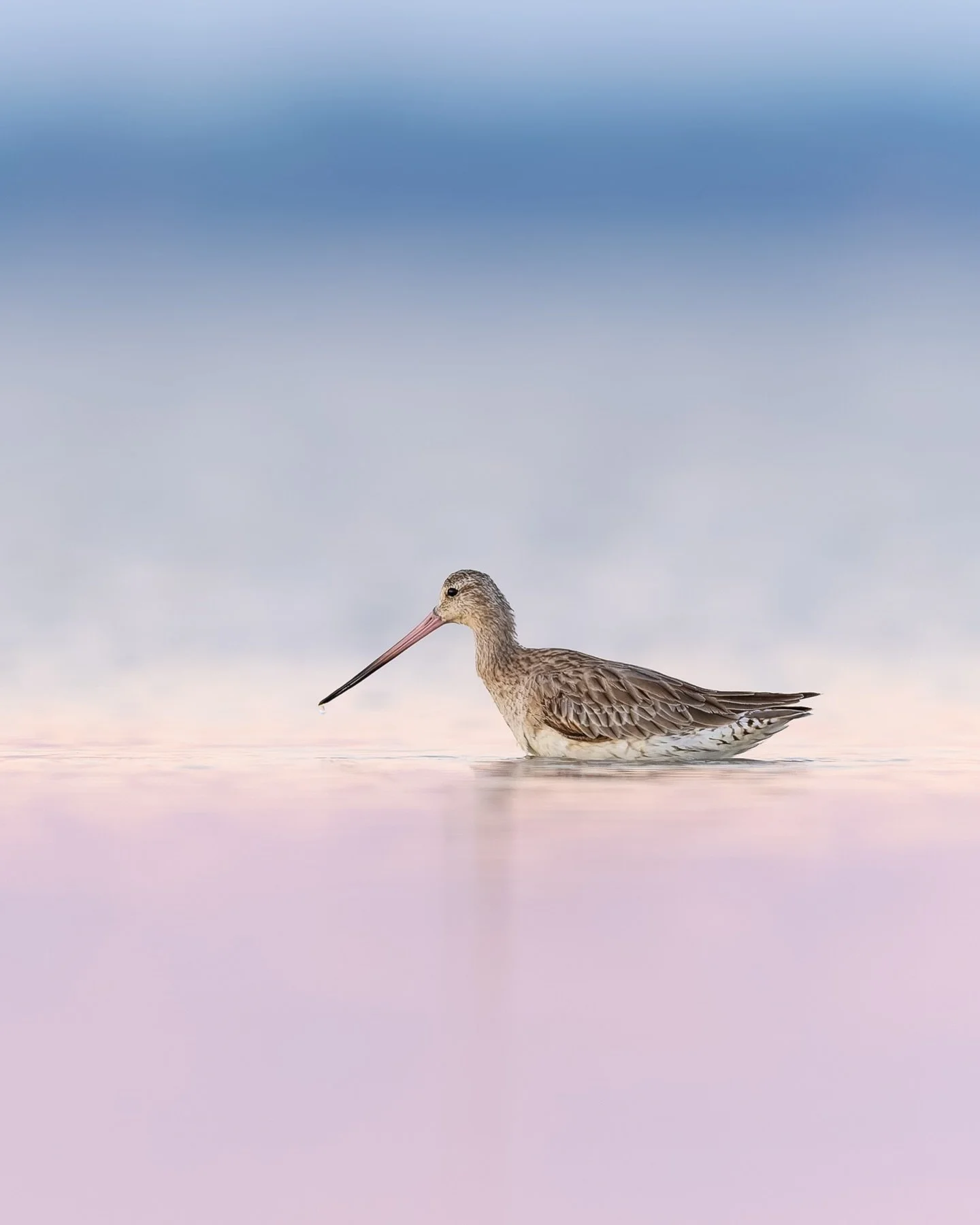 After a week glued to the screen, it felt great to get out stretch my legs and take some pictures. @scott.ryan_photography and I had some incredible pink light and perfect weather for testing out a prototype ground pod that we have been collaborating