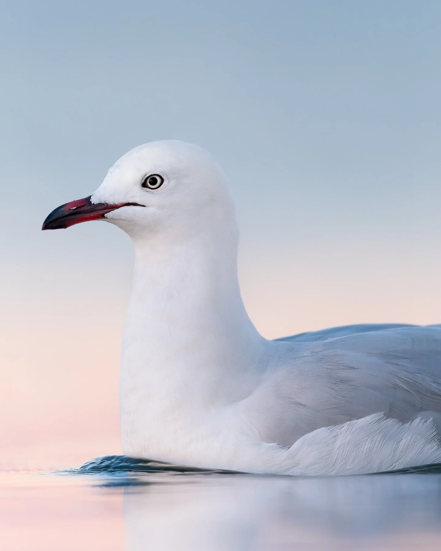 It&rsquo;s easy to overlook the &ldquo;ordinary&rdquo; birds.

Last week we had three right in front of us a Silver Gull, a Common Greenshank, and a Bar-tailed Godwit. Of the trio, the Godwit is the one I&rsquo;ve photographed the least, so I was mos