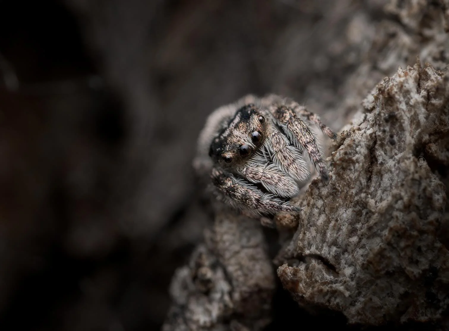 Yesterday @miramismacros and I met up over at Erskine for my first day having a go at macro photography. 

A completely different skill set to what I&rsquo;m used to. Rather than being a weirdo walking around a park staring at tree tops, I&rsquo;m in