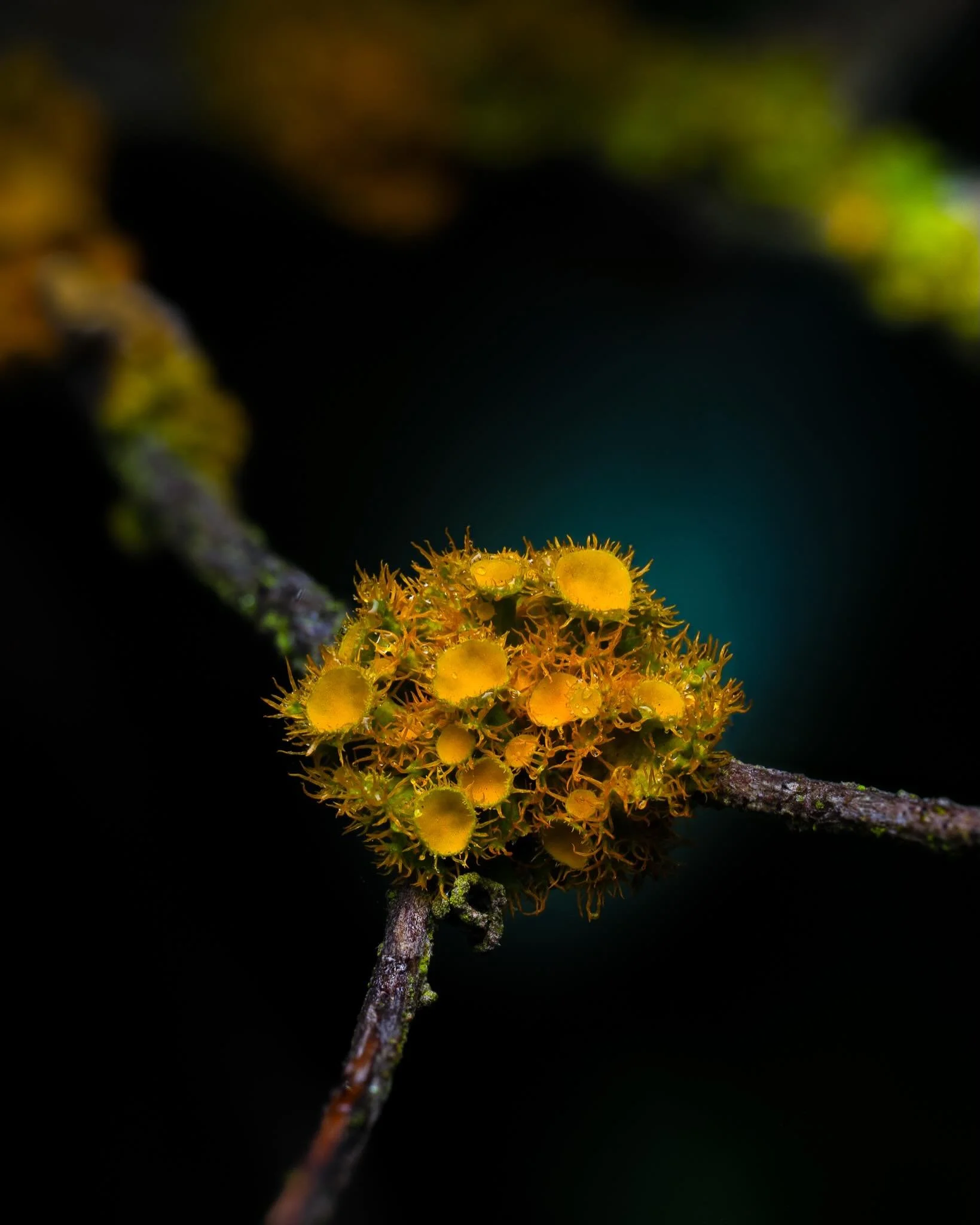 A lazy Sunday, sleeping in till about 8am this morning, a luxury I normally don&rsquo;t get when taking wildlife photos. 😅

I wanted to focus on something a little bit different this morning. After earlier in the week taking photos of bugs proved ex