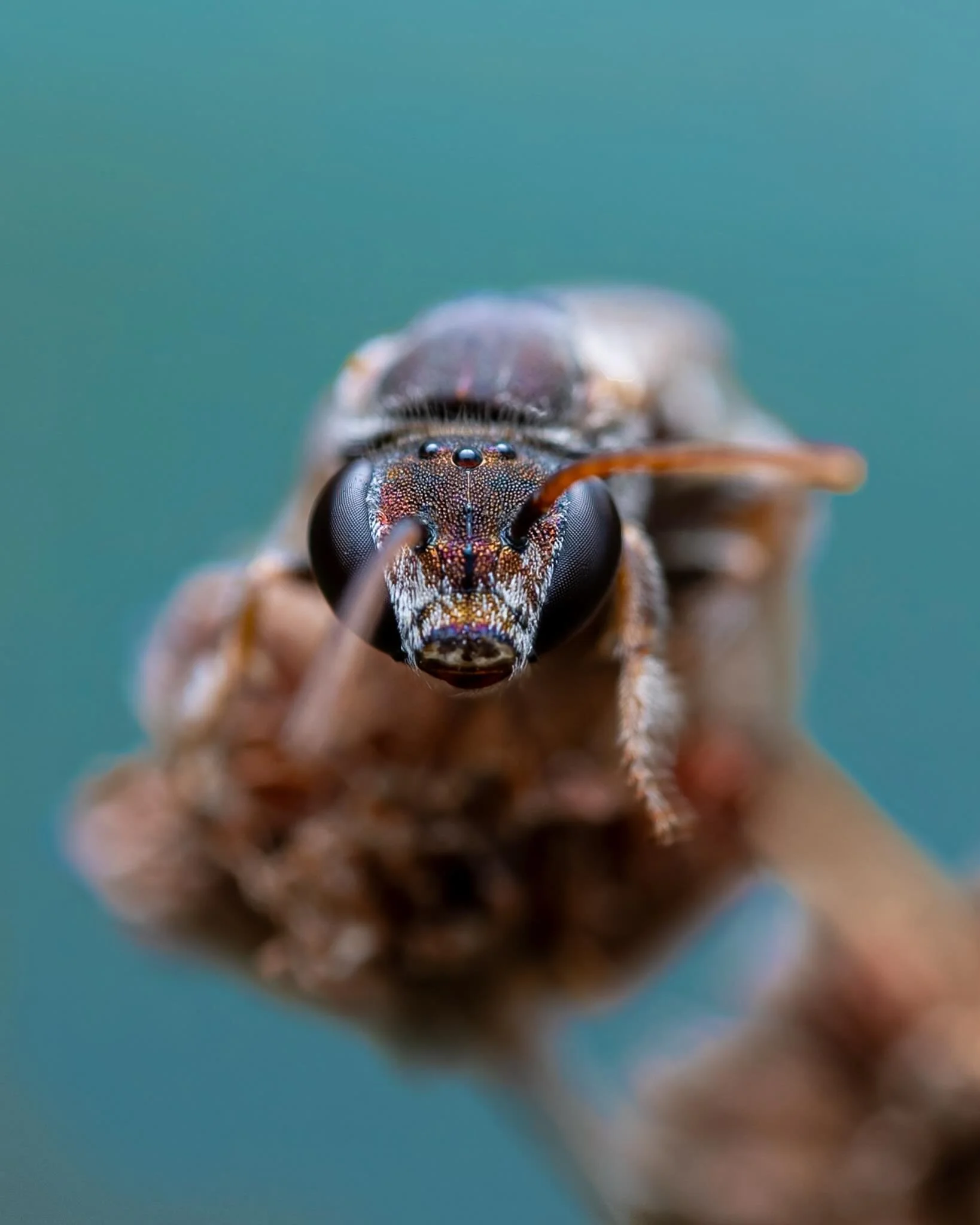 After was watching video after video on macro and stacking and techniques, I feel like I&rsquo;m starting to make some headwind on this complicated process. 

A little bit of playing around with settings on Helicon and getting a good understanding on