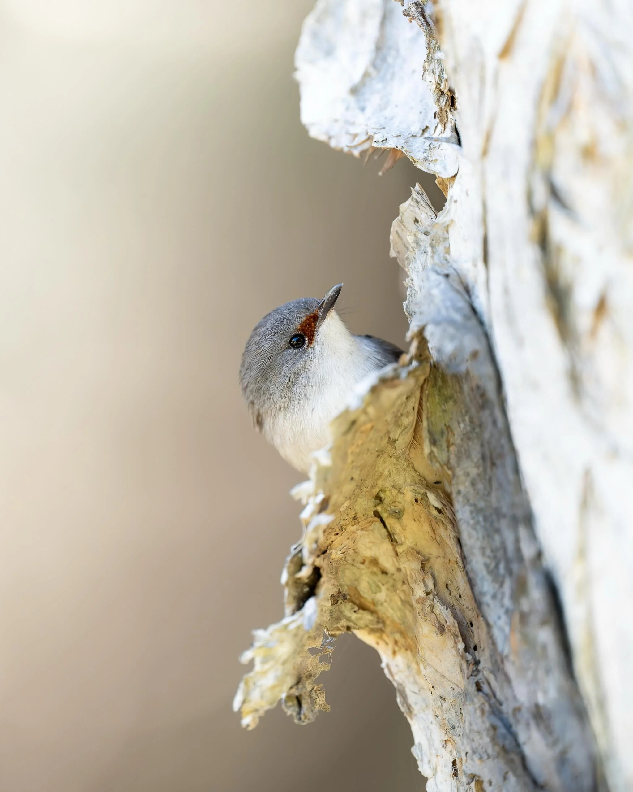 On the weekend I had @pauljarvisphoto chauffeur me around to Victoria dam, for a morning of sitting on rocks, dodging wolf spider nests, playing what&rsquo;s that sound and the occasional bird photo. 

Paul was opportunistic enough to lay in waiting 