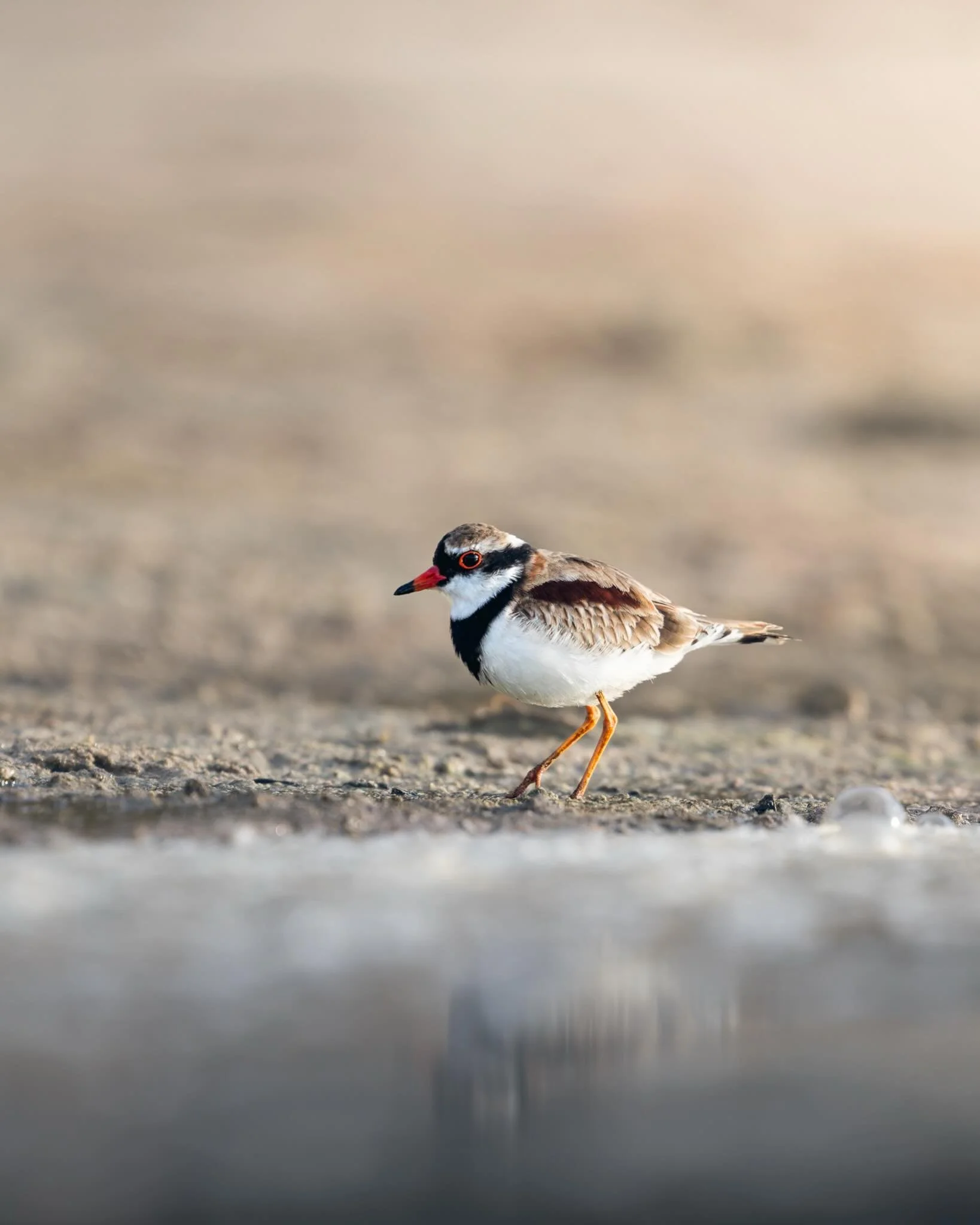 Just getting back into the swing of things, when did it get so chilly 🥶 after having to throw on some winter warmers I headed down to Nairns coming across a little family of Black-fronted Dotterel&rsquo;s, Pied stilts and some Ospreys. Basically the