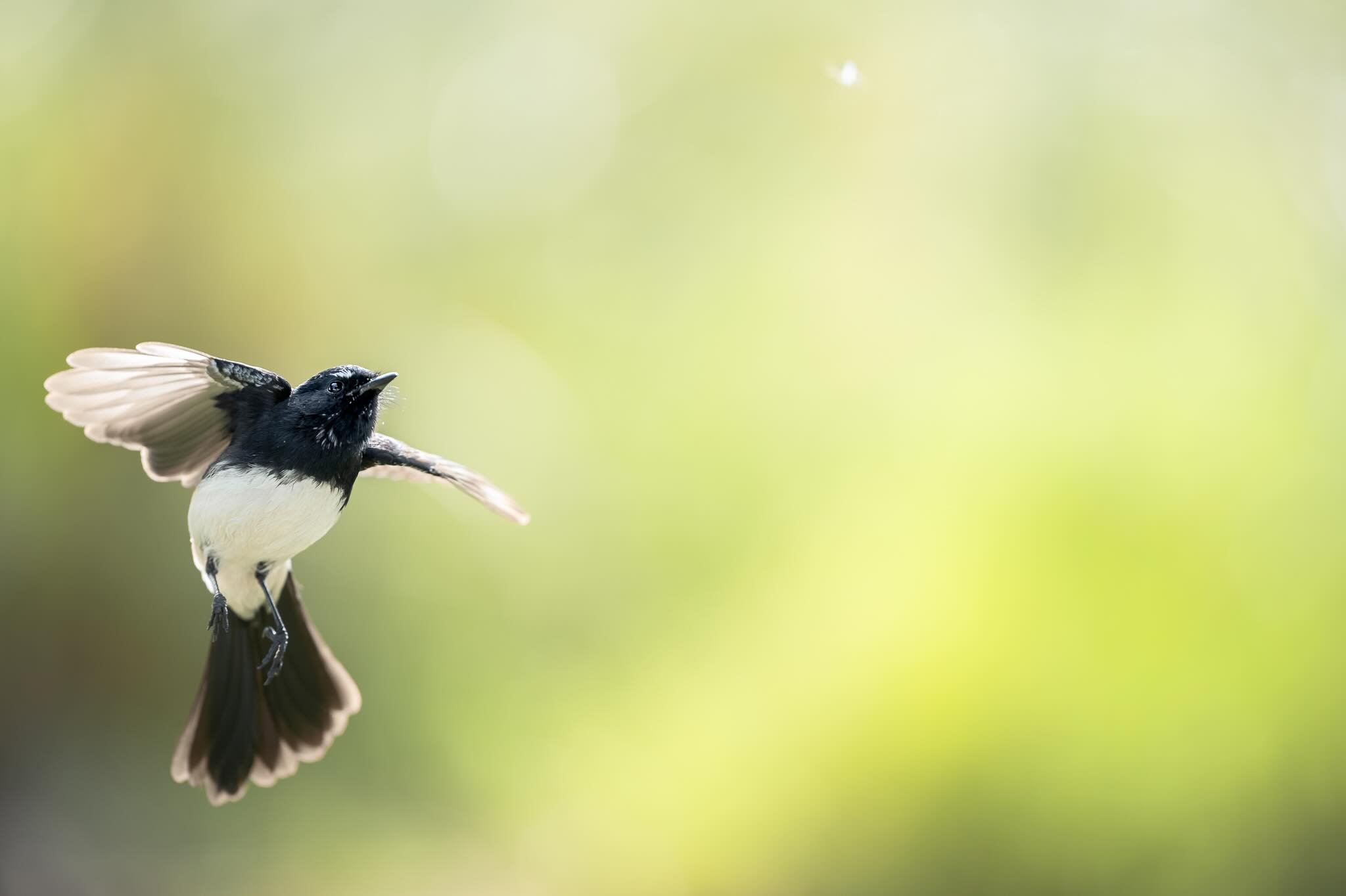 Clare and I went down for a coffee this morning at Halls head, while sitting down at the park having our coffee a pair of Willie wagtails were following my wife around picking up the bugs as she pacing while on the phone 🤣

🐦  Willie wagtail
📸 Nik