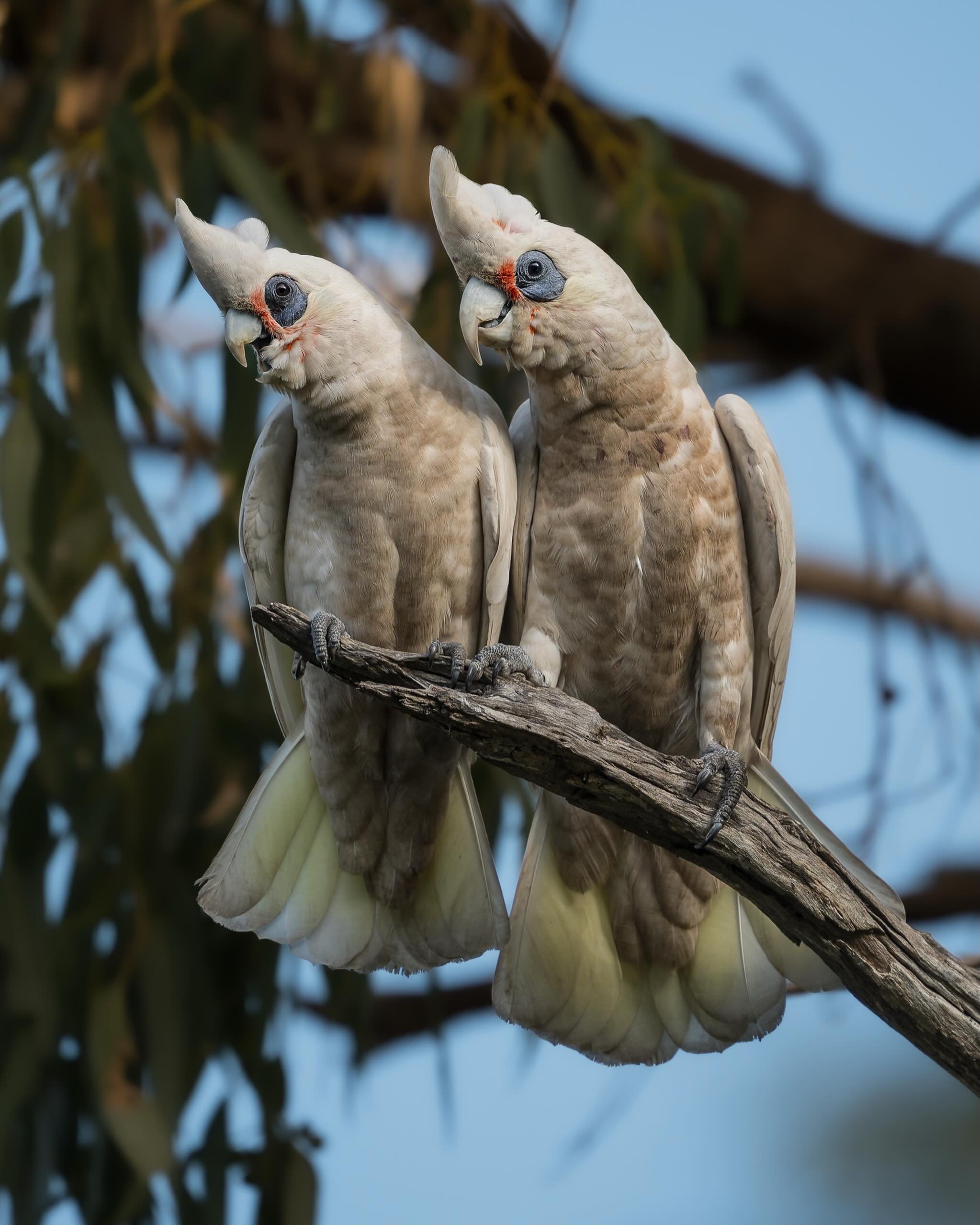 @miramismacros and I went to check out a location we hadn&rsquo;t been to before, Lake Goegrup&rsquo;s new boardwalk and then we went to check out Bardoc reserve for some spoonies, where we also ran into a little group of Corellas. 

🐦 Western Corel