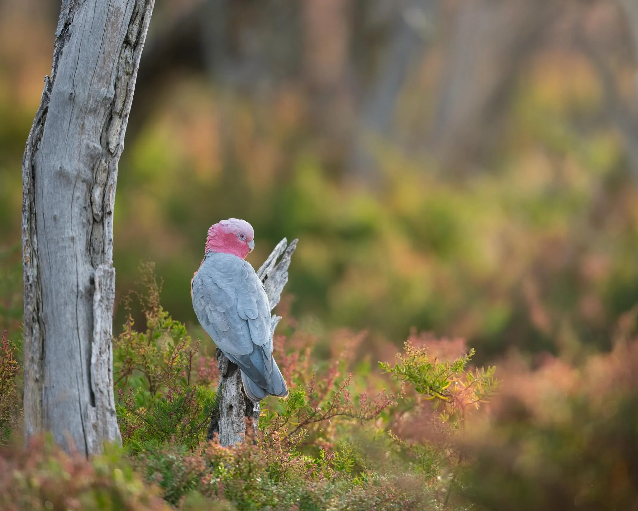 From yesterday mornings walk with @miramismacros. We hand a pair of Galah&rsquo;s munching on the plants while we were waiting for some bird in flight shots. 

🐦 Galah
📸 Nikon Z6iii + Z 400 TC 2.8
🌏 Mandurah , Western Australia