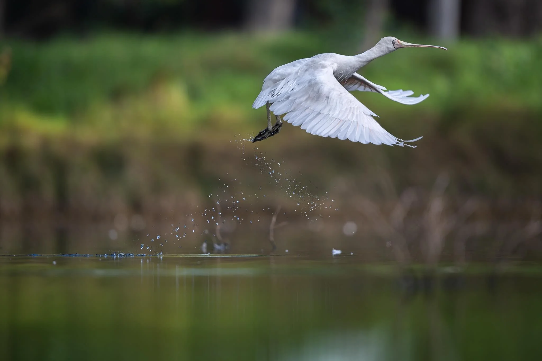 Finishing off our photo walk on Monday @miramismacros and I stopped in at Bardoc Reserve for some spoonies. 

🐦Yellow-billed Spoonbill
📸 Nikon Z6iii+ Z 400 TC 2.8
🌏 Mandurah, Western Australia

#bird #wildlifephotography #photographer #ausgeo #nik