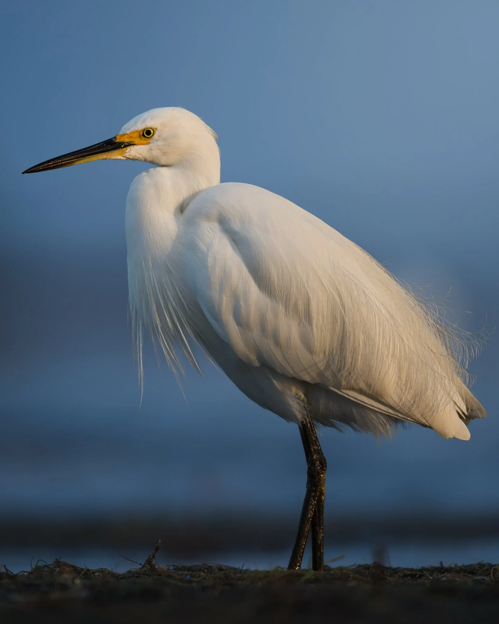 A follow up on the amazing light that @miramismacros and I had the other afternoon at sunset. 

🐦 Little Egret
📸 Nikon Z6iii + Z 400 TC 2.8
🌏 Mandurah, Western Australia

#bird #wildlifephotography #photographer #ausgeo #nikonaustralia