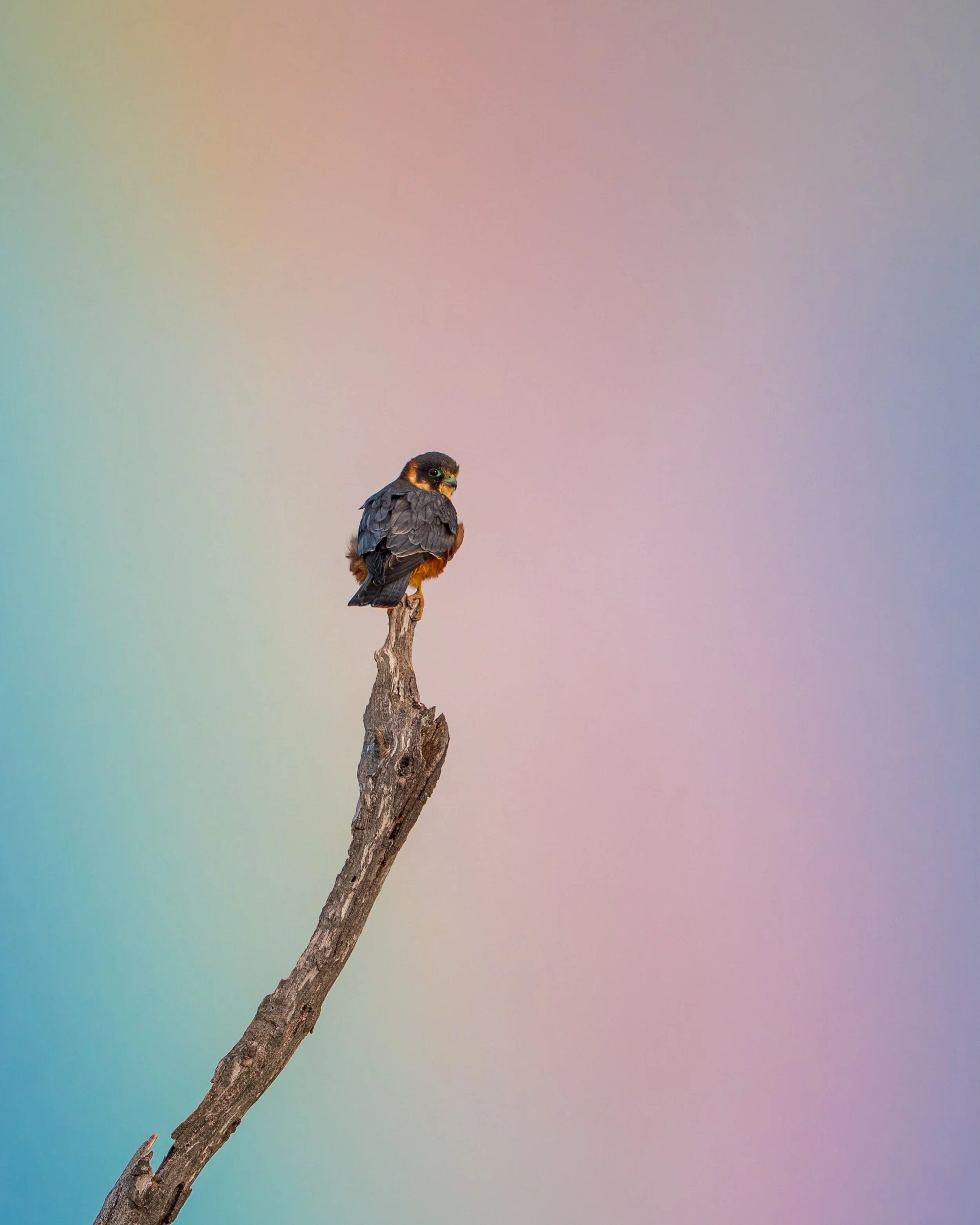 Lovely little rain shower passed through this morning while out with @miramismacros  and @scott.ryan_photography. We were given plenty of warning of the incoming shower by this beautiful little rainbow leading an Australian Hobby to the pot of gold.
