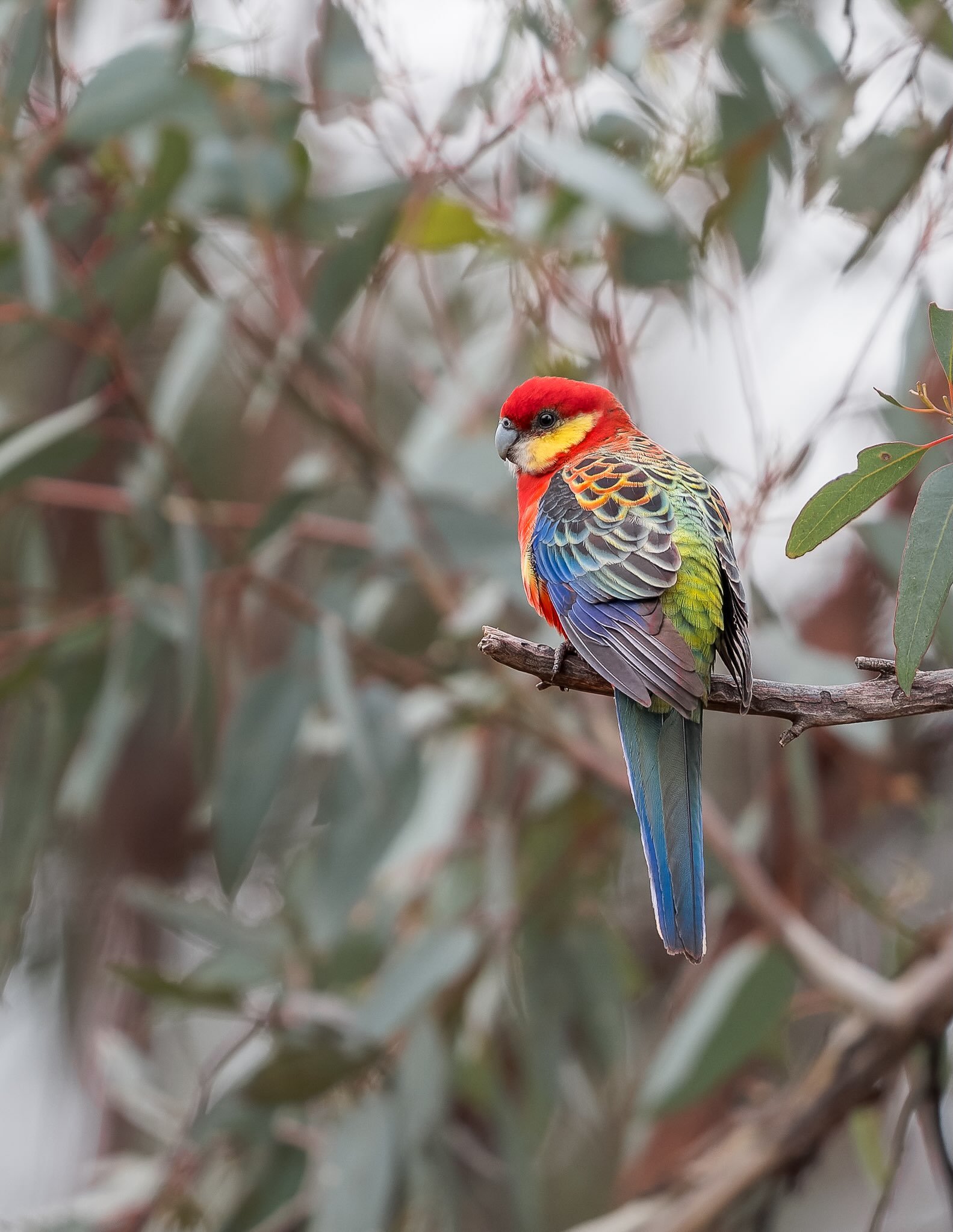 A midweek trip with @miramismacros, @andrew.seale.31 and myself sent us out to Dryandra for a few days. Knowing it was cold and wet, we had very little hope to see much of anything but we still managed to come home with a few keepers. 

One bird that