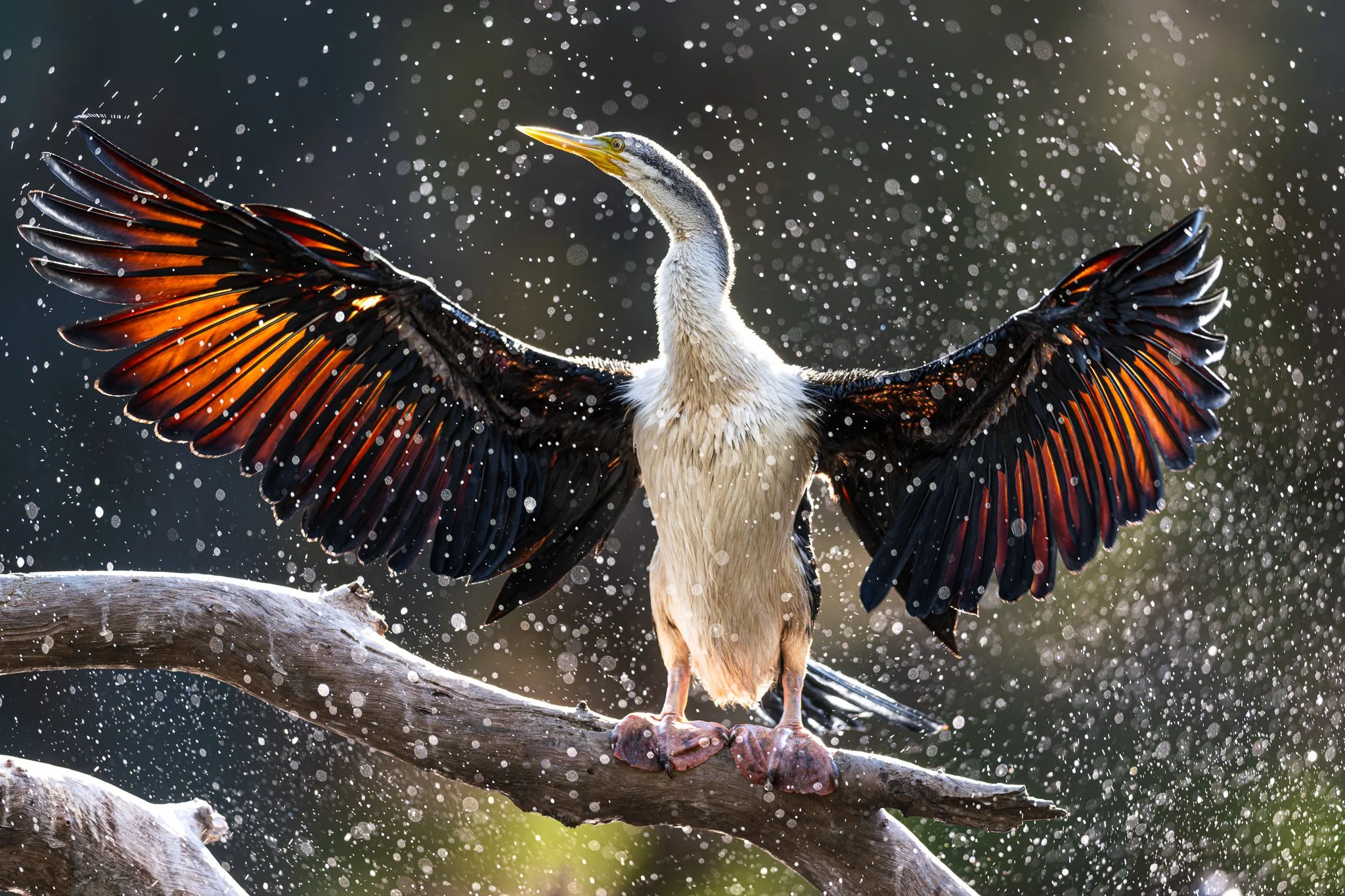 Snow in Spring