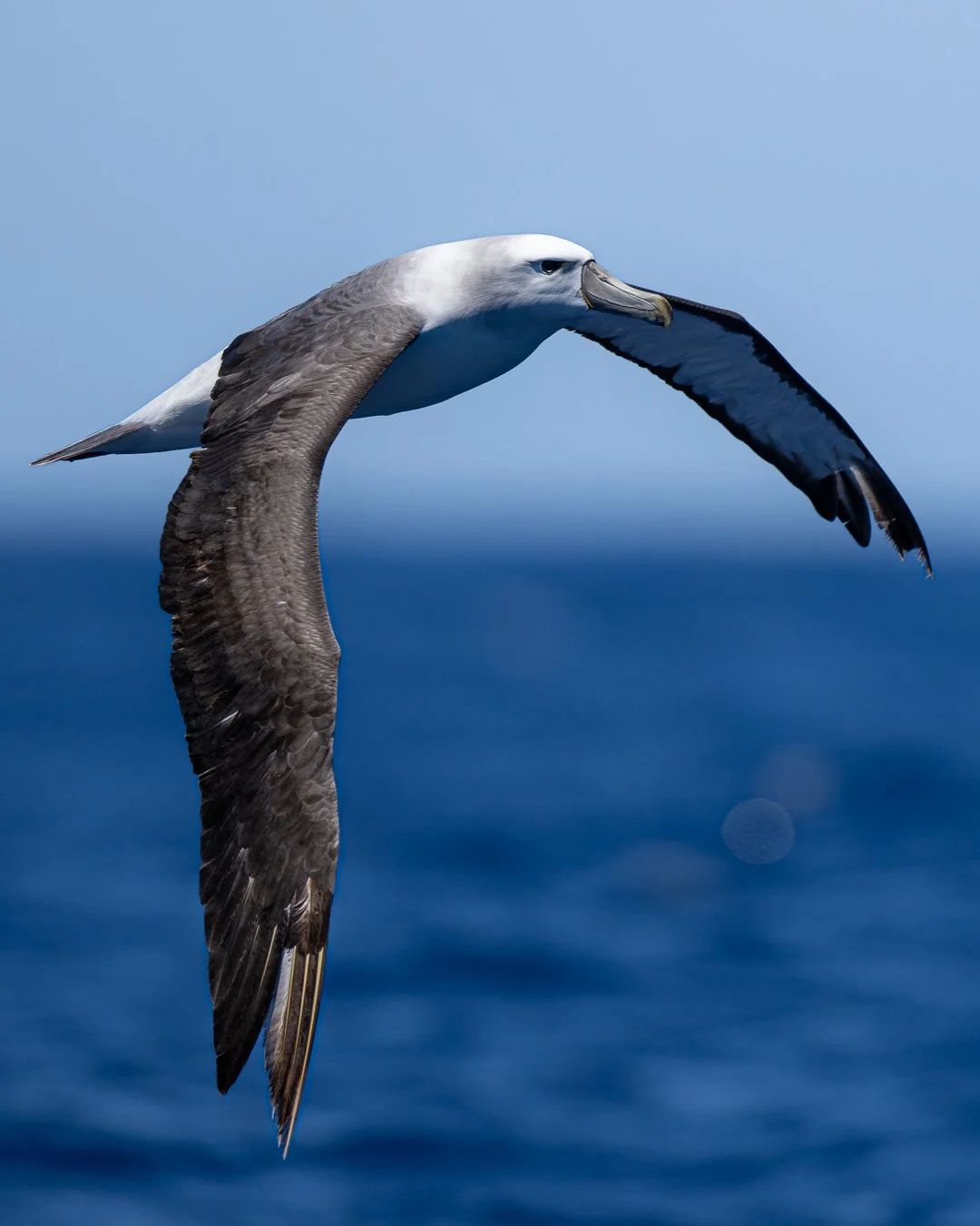 A flying shy albatross with a white head, brown wings, and a long pointed beak, soaring above the ocean with a blue sky background.