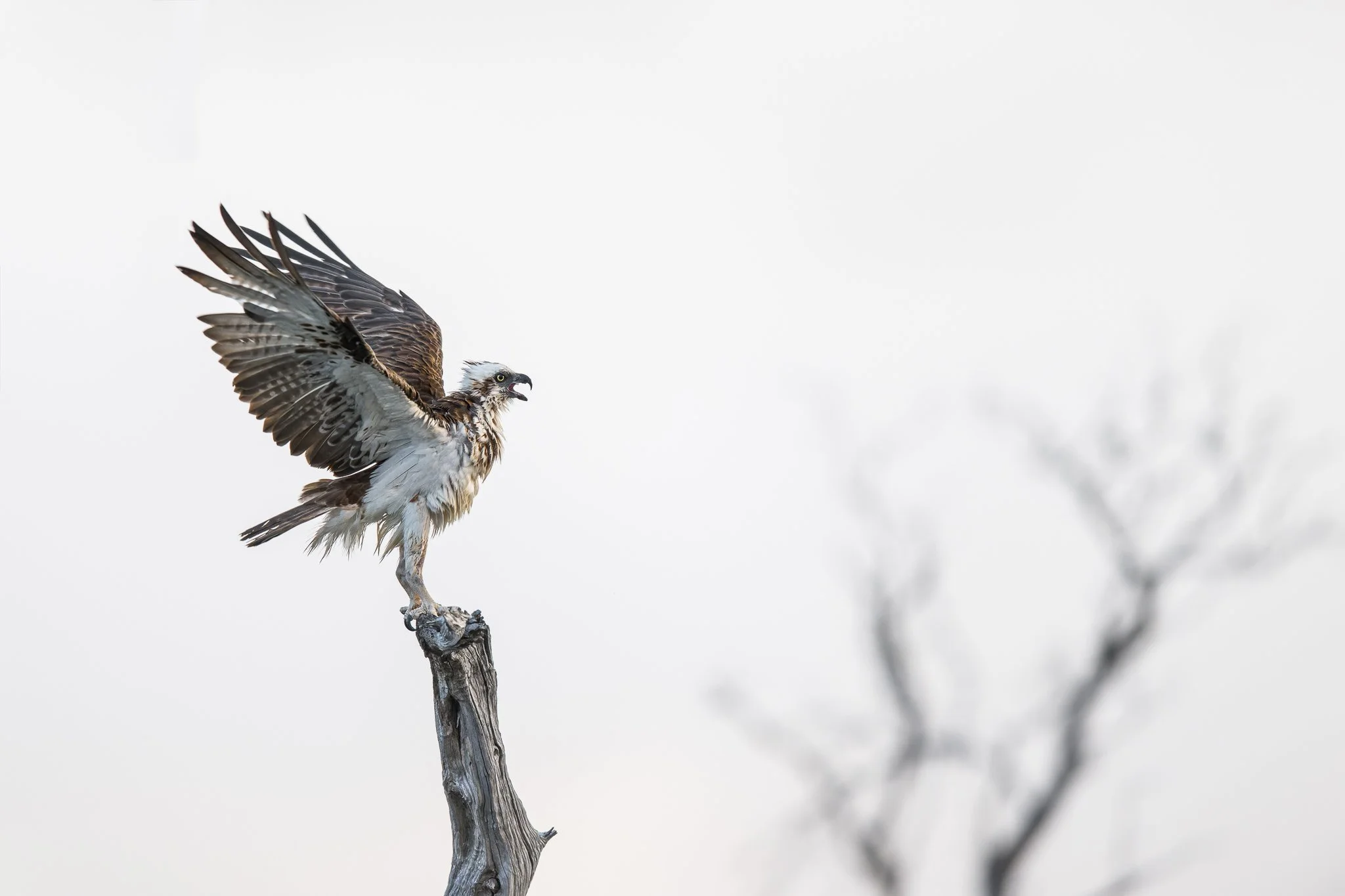 Wetlands Fury